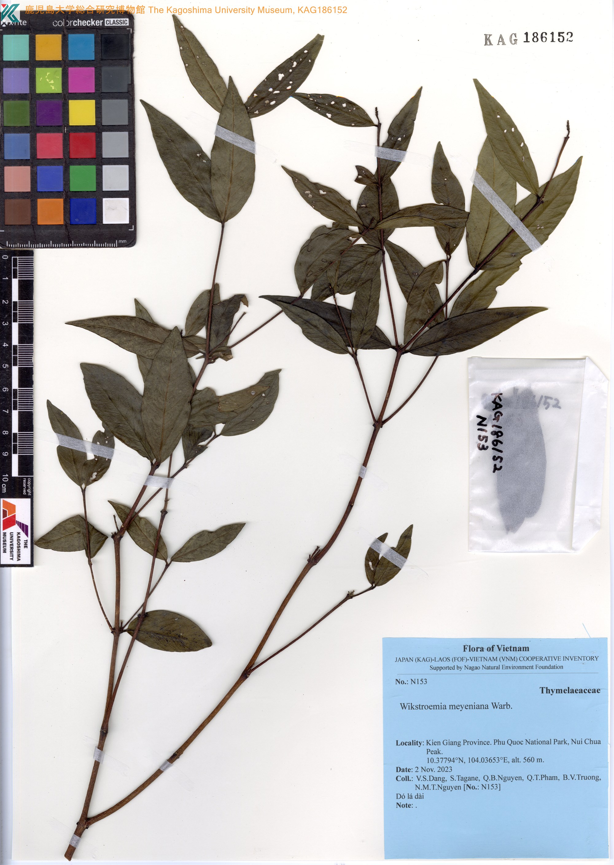 Wikstroemia meyeniana (Wikstroemia meyeniana)