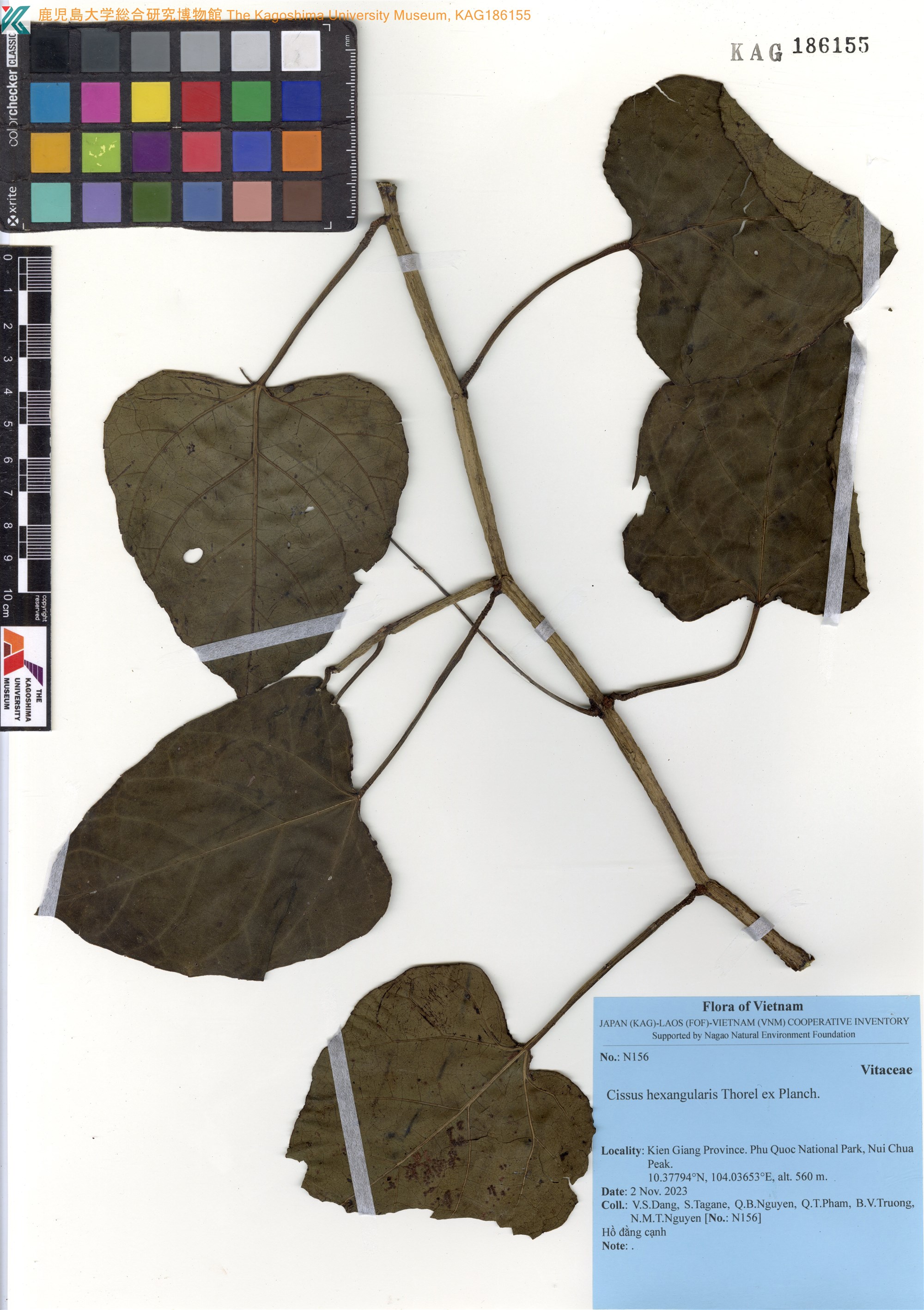 Cissus hexangularis (Cissus hexangularis)