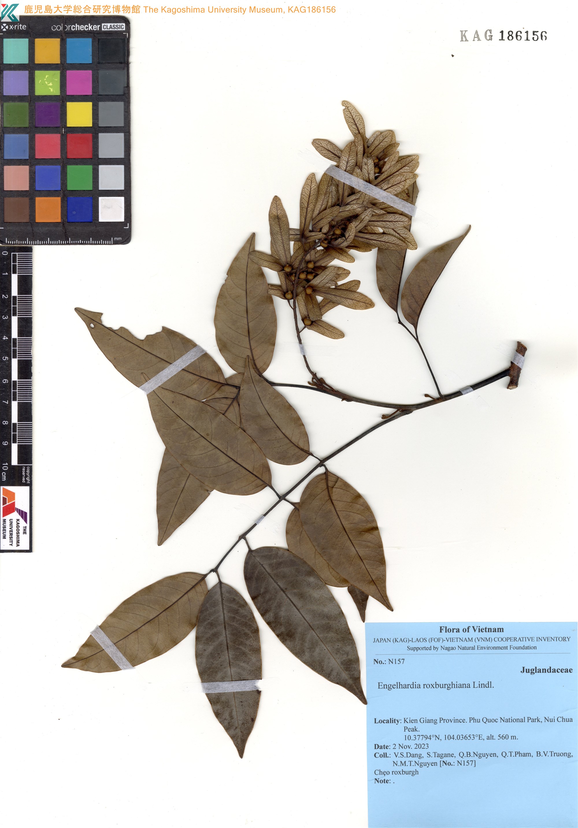 Engelhardia spicata (Engelhardia spicata)
