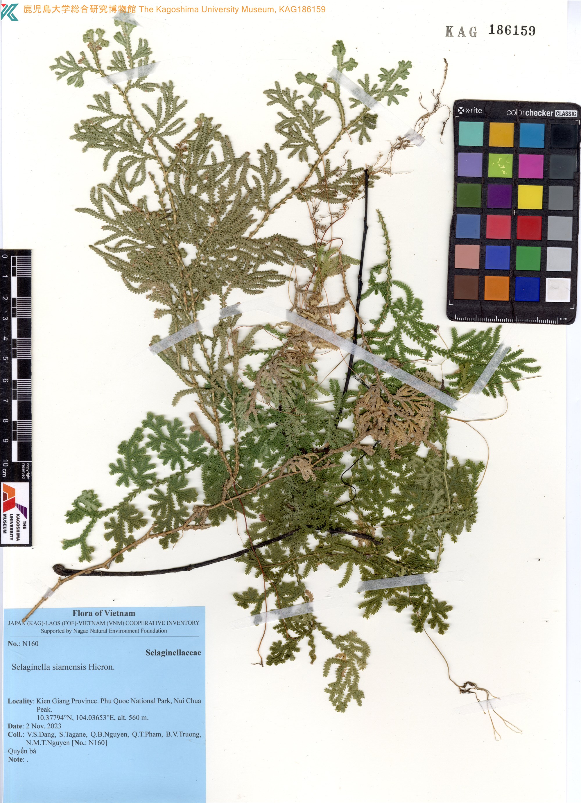 Selaginella siamensis (Selaginella siamensis)