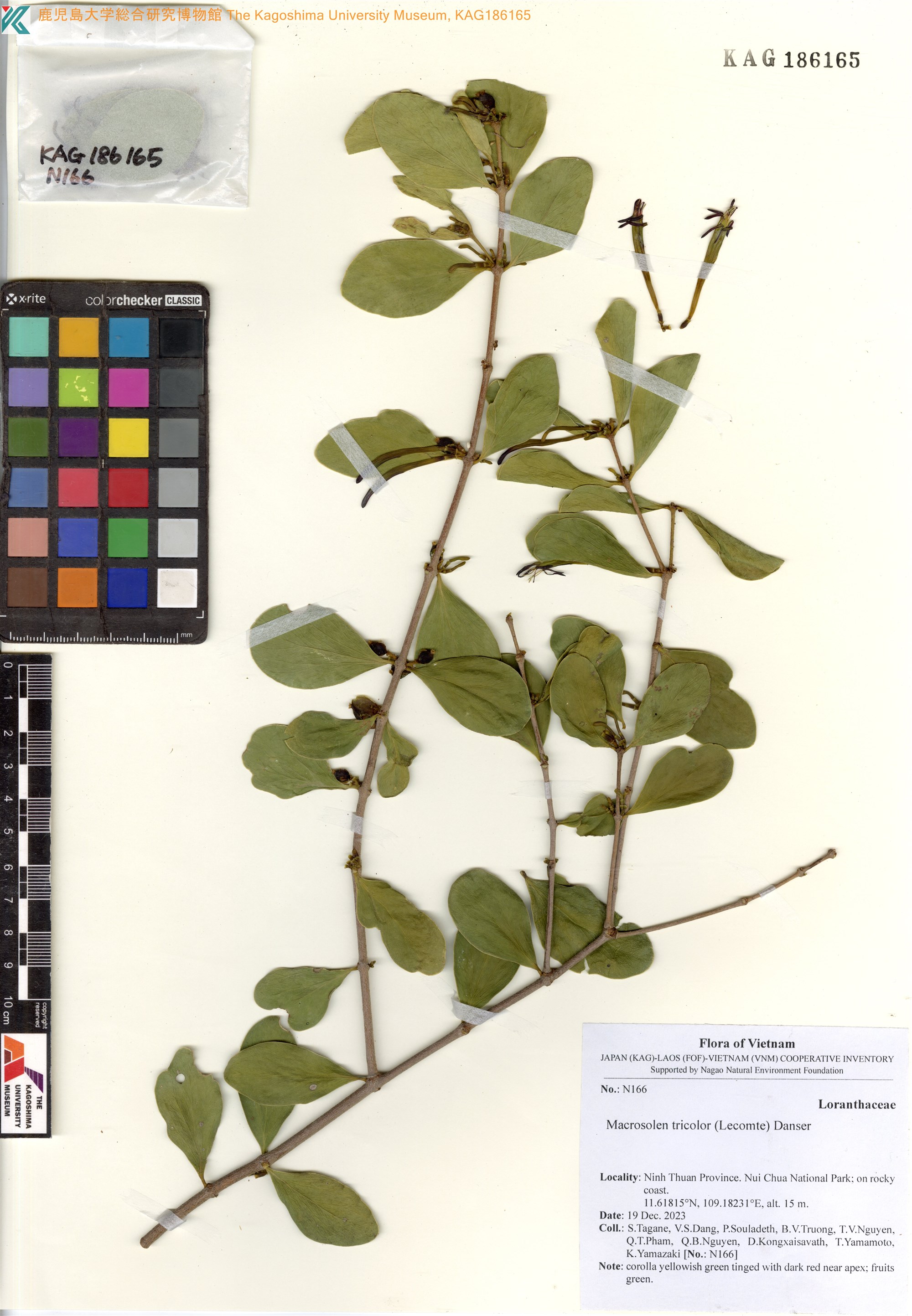 Macrosolen tricolor (Macrosolen tricolor)