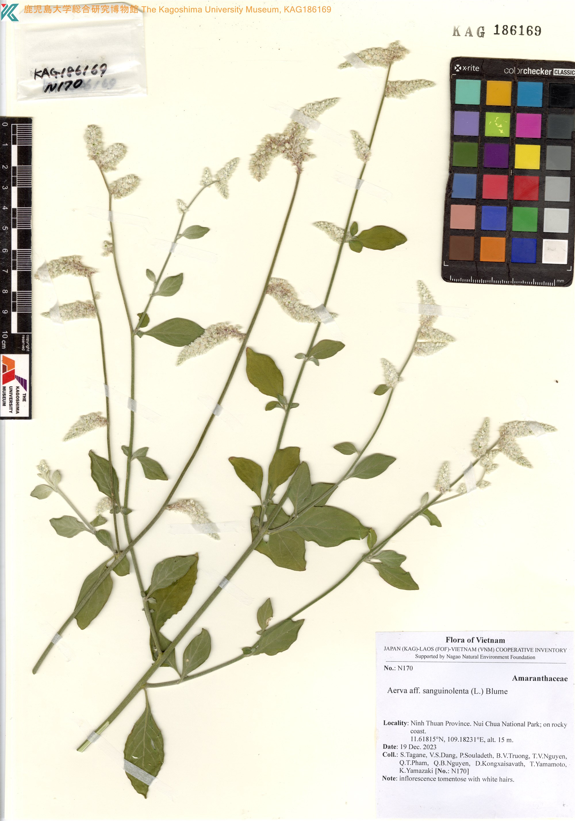 Ouret sanguinolenta (Ouret sanguinolenta)