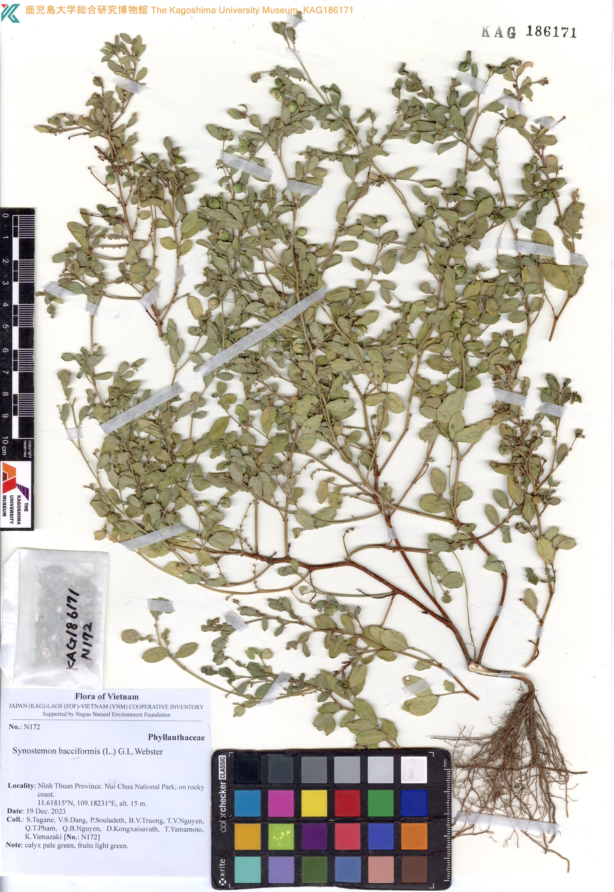 Synostemon bacciformis (Synostemon bacciformis)