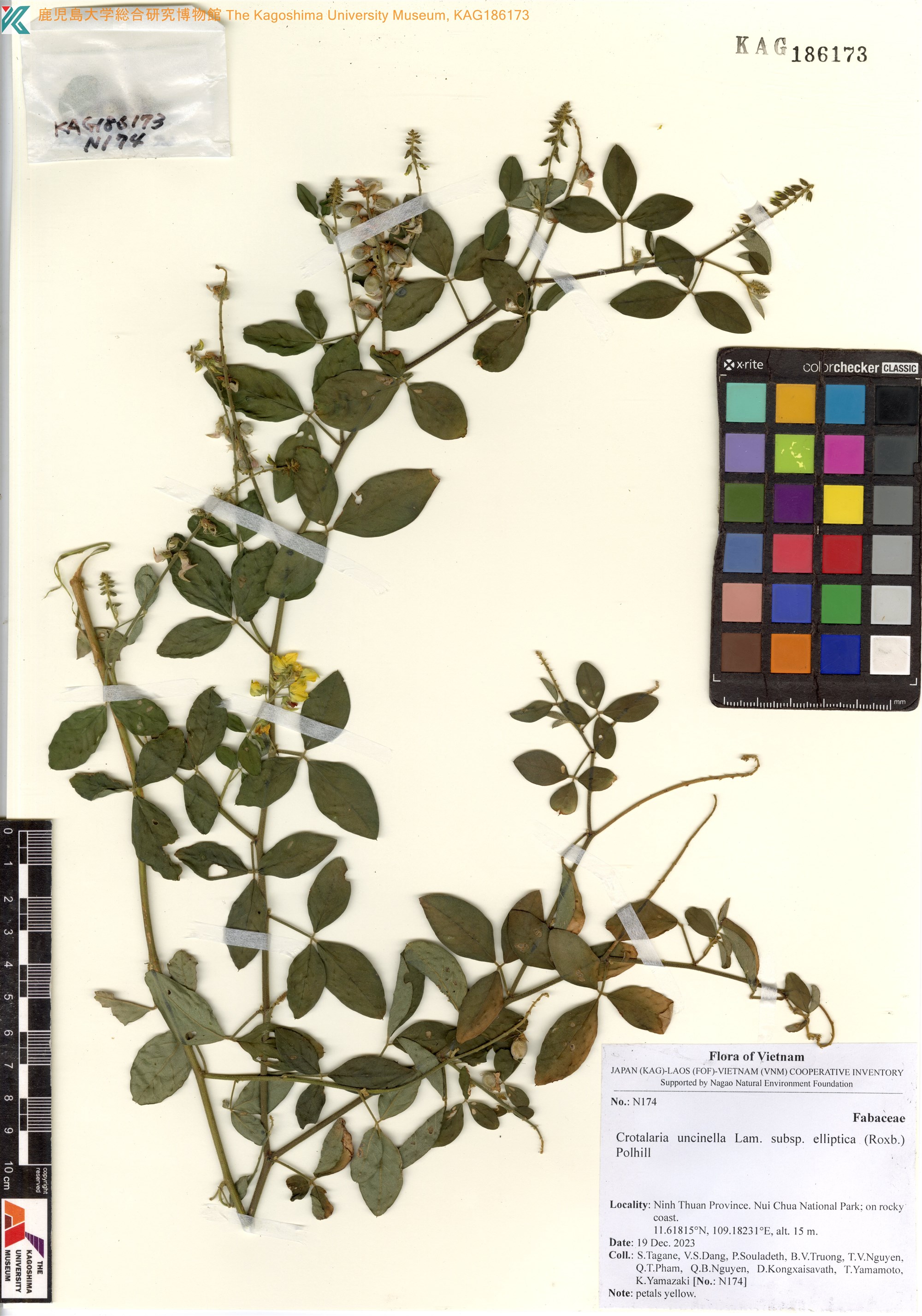 Crotalaria uncinella (Crotalaria uncinella)