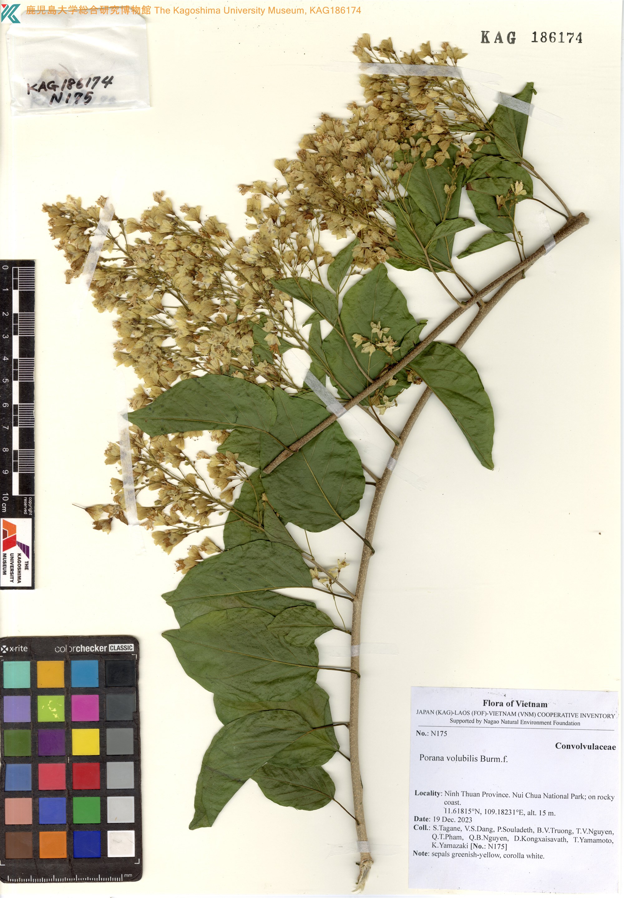 Porana volubilis (Porana volubilis)