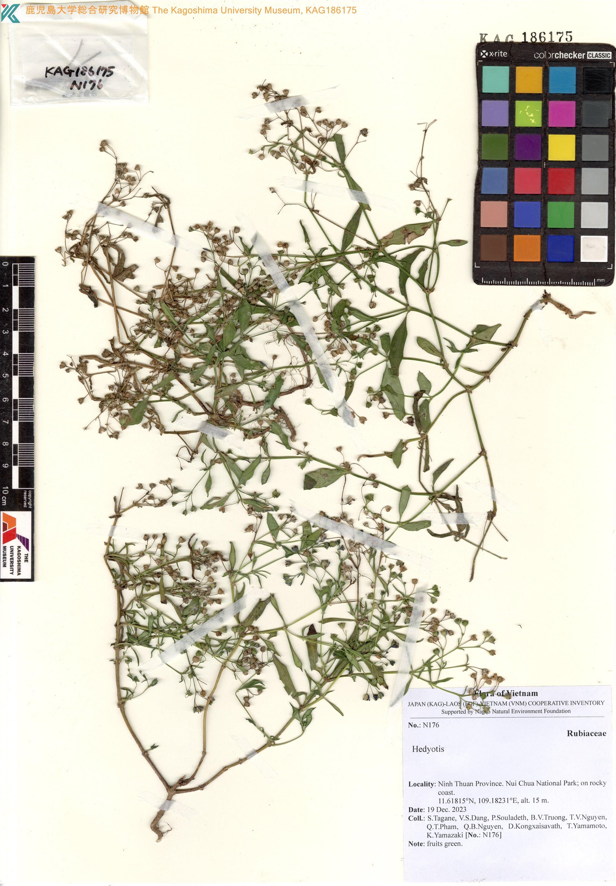 Oldenlandia paniculata — ảnh 2