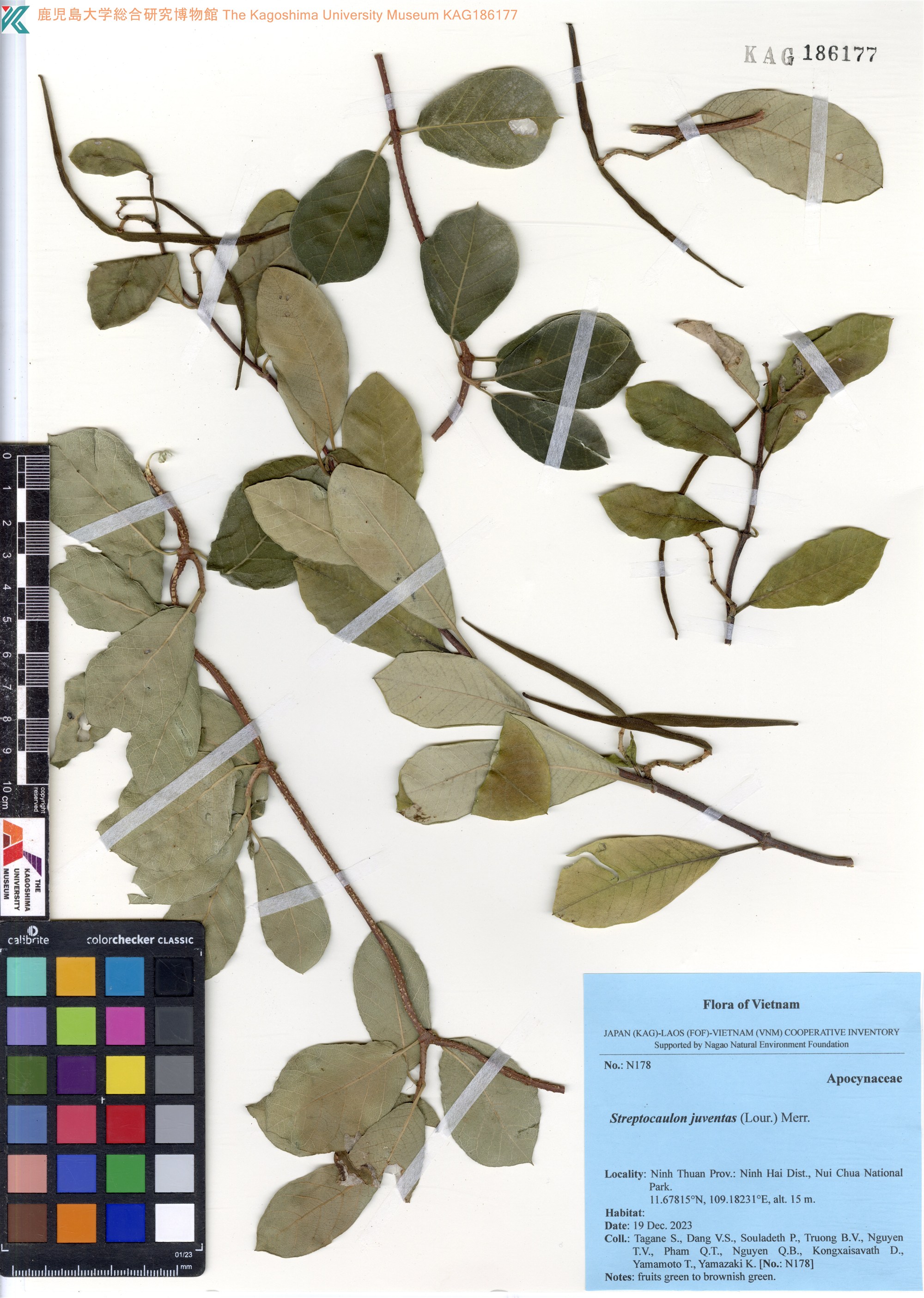 hà thủ ô trắng (Streptocaulon juventas)