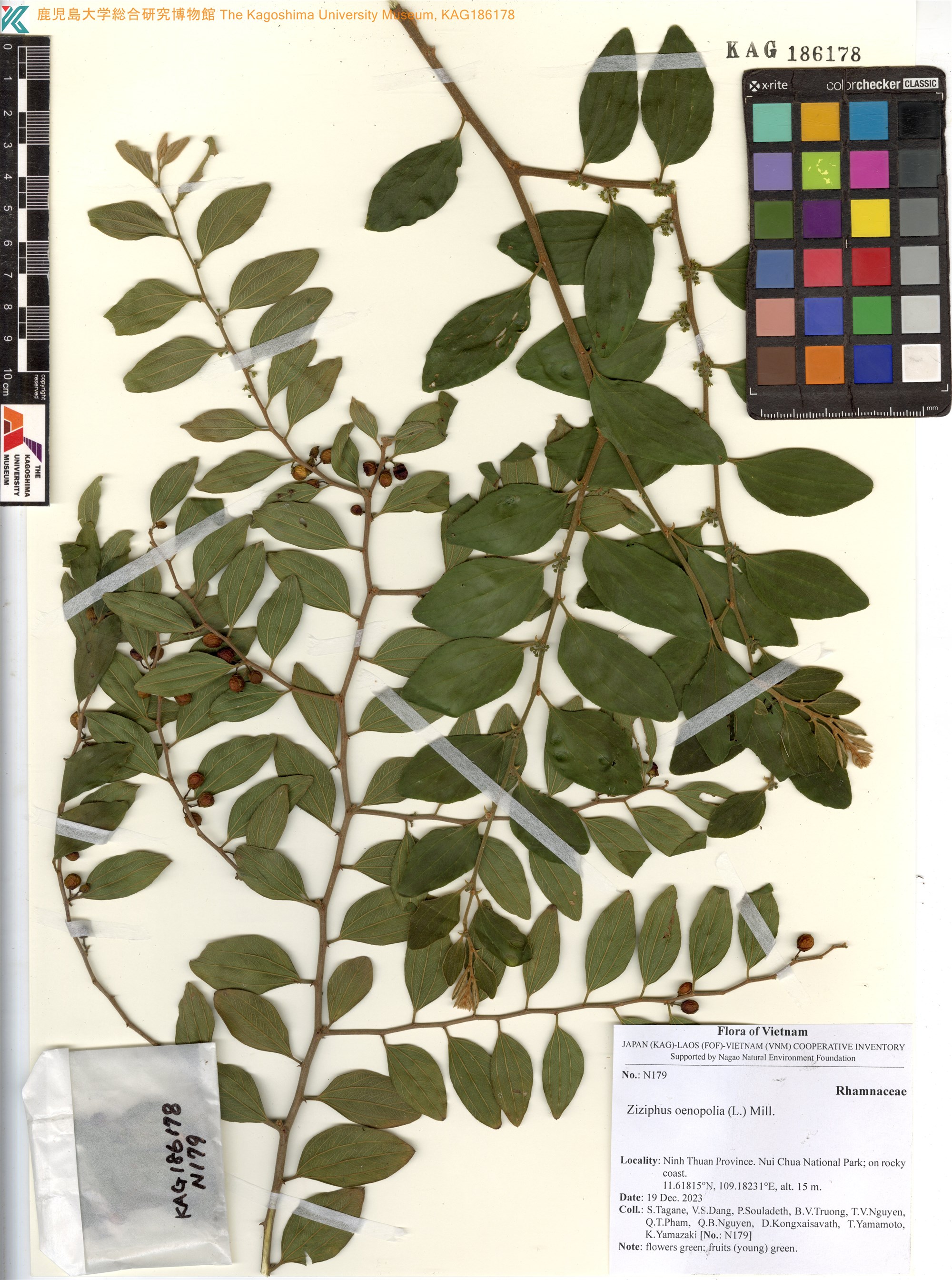 Ziziphus oenopolia (Ziziphus oenopolia)