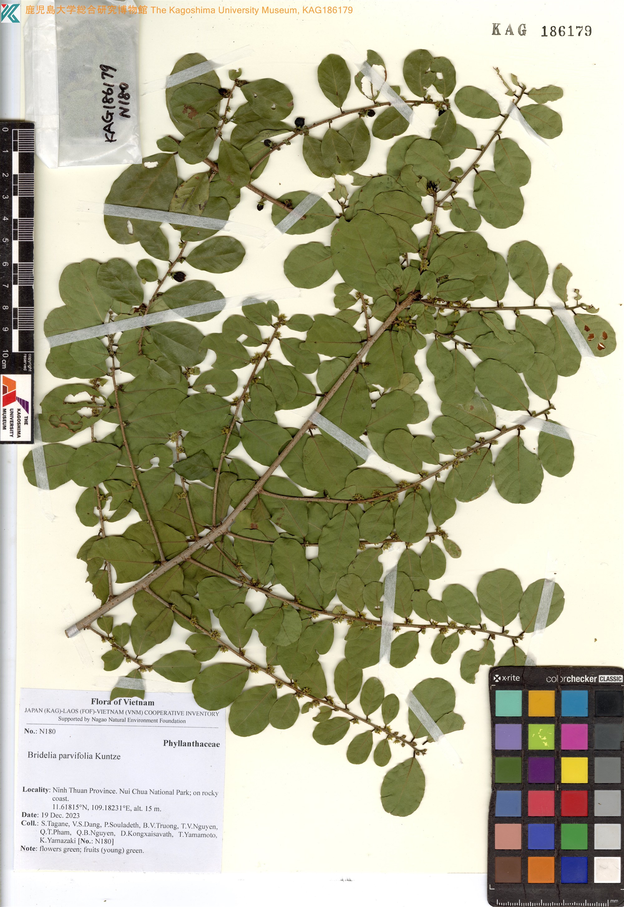 Bridelia parvifolia (Bridelia parvifolia)