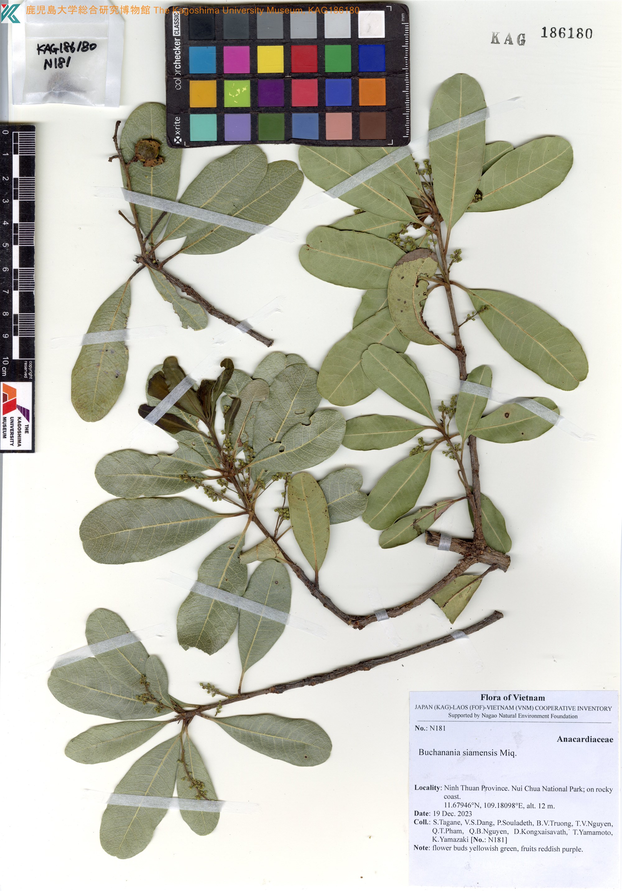 Buchanania siamensis (Buchanania siamensis)