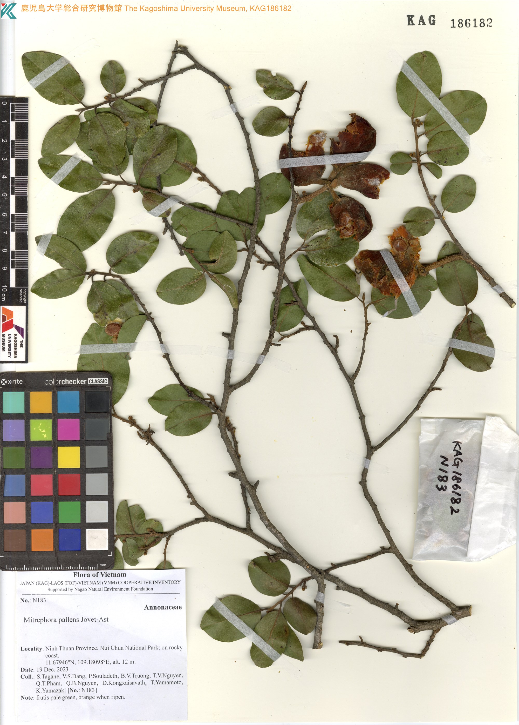 Mitrephora pallens — ảnh 2