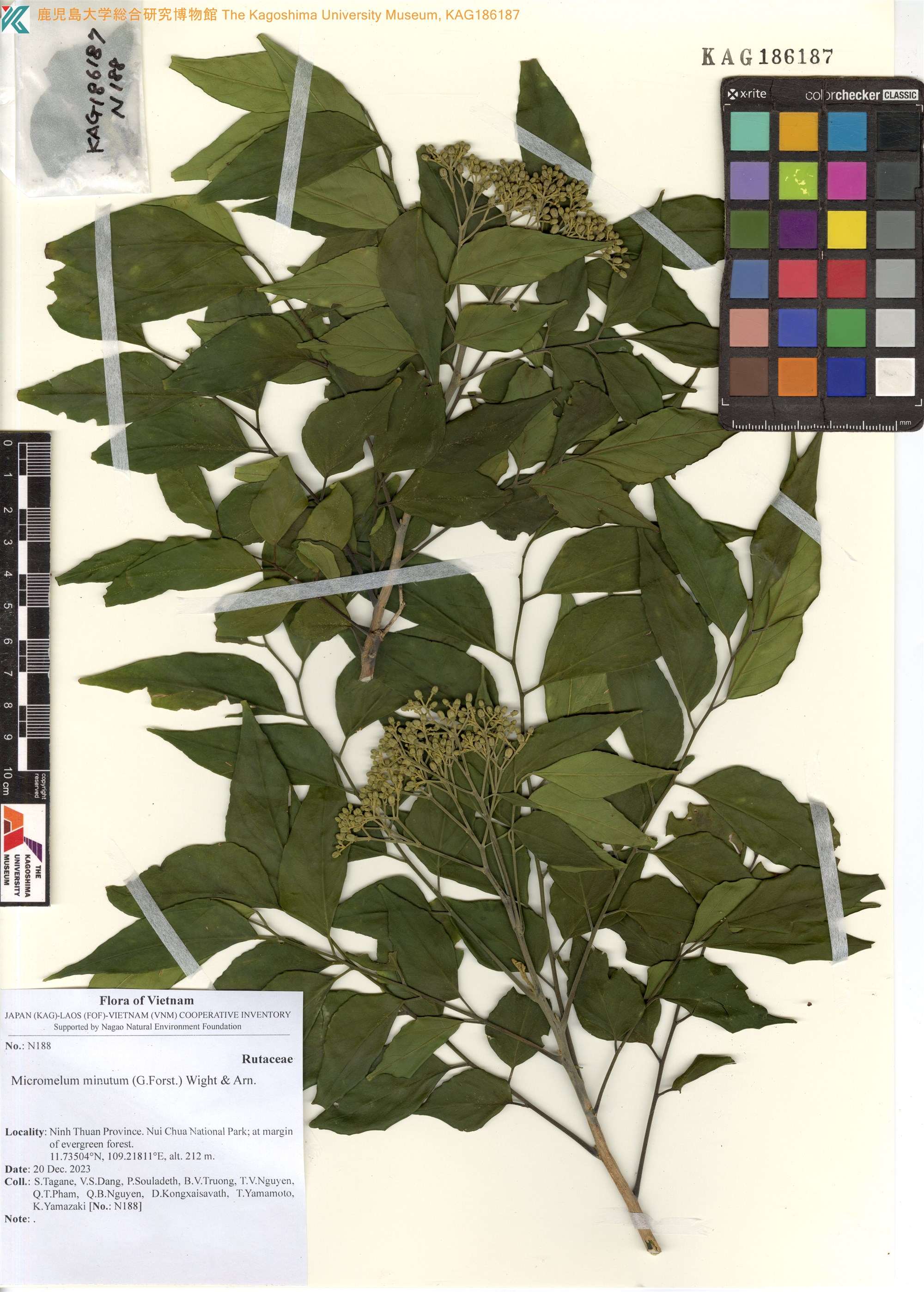 Micromelum minutum (Micromelum minutum)