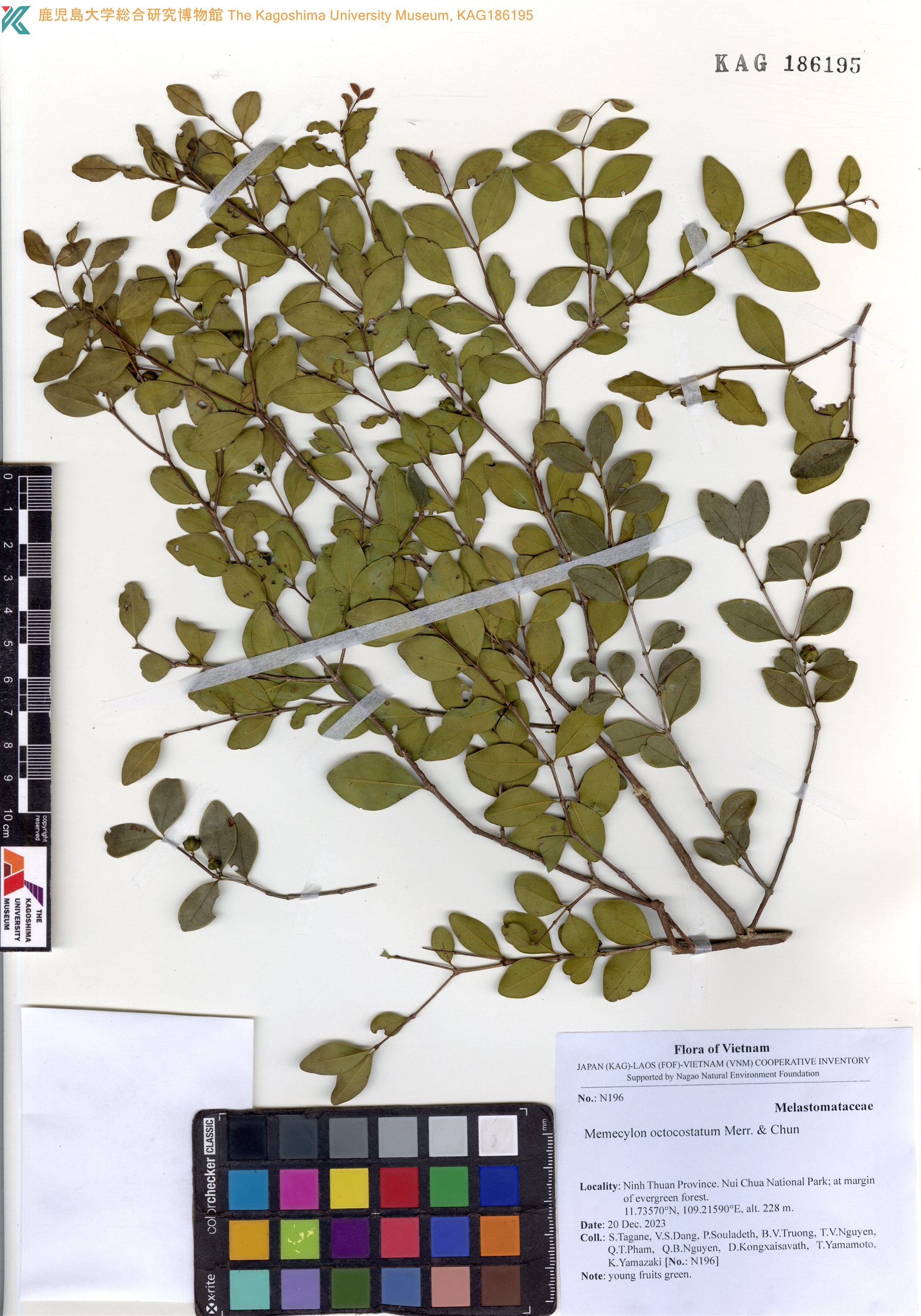 Memecylon octocostatum (Memecylon octocostatum)