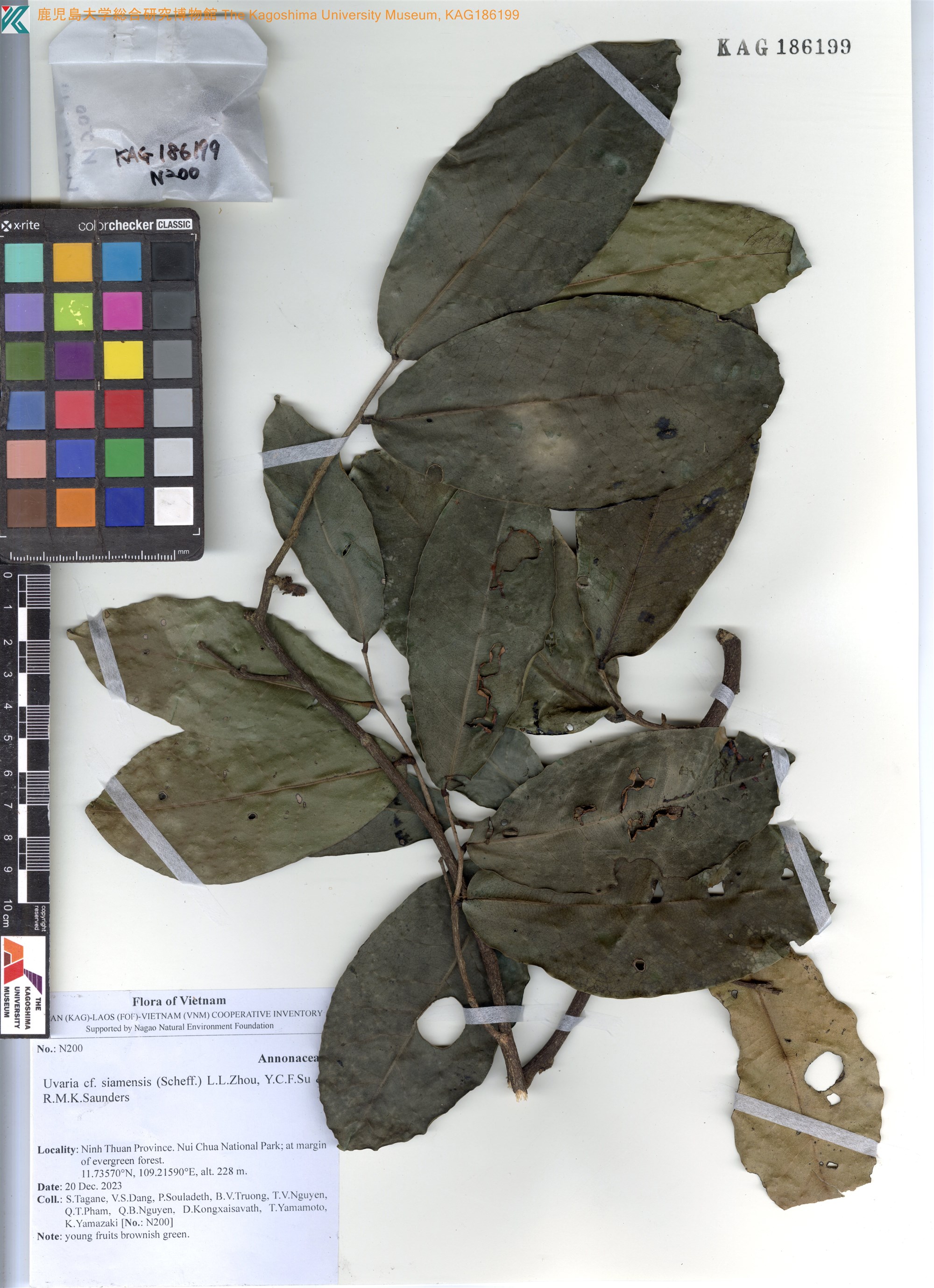 Uvaria siamensis — ảnh 2