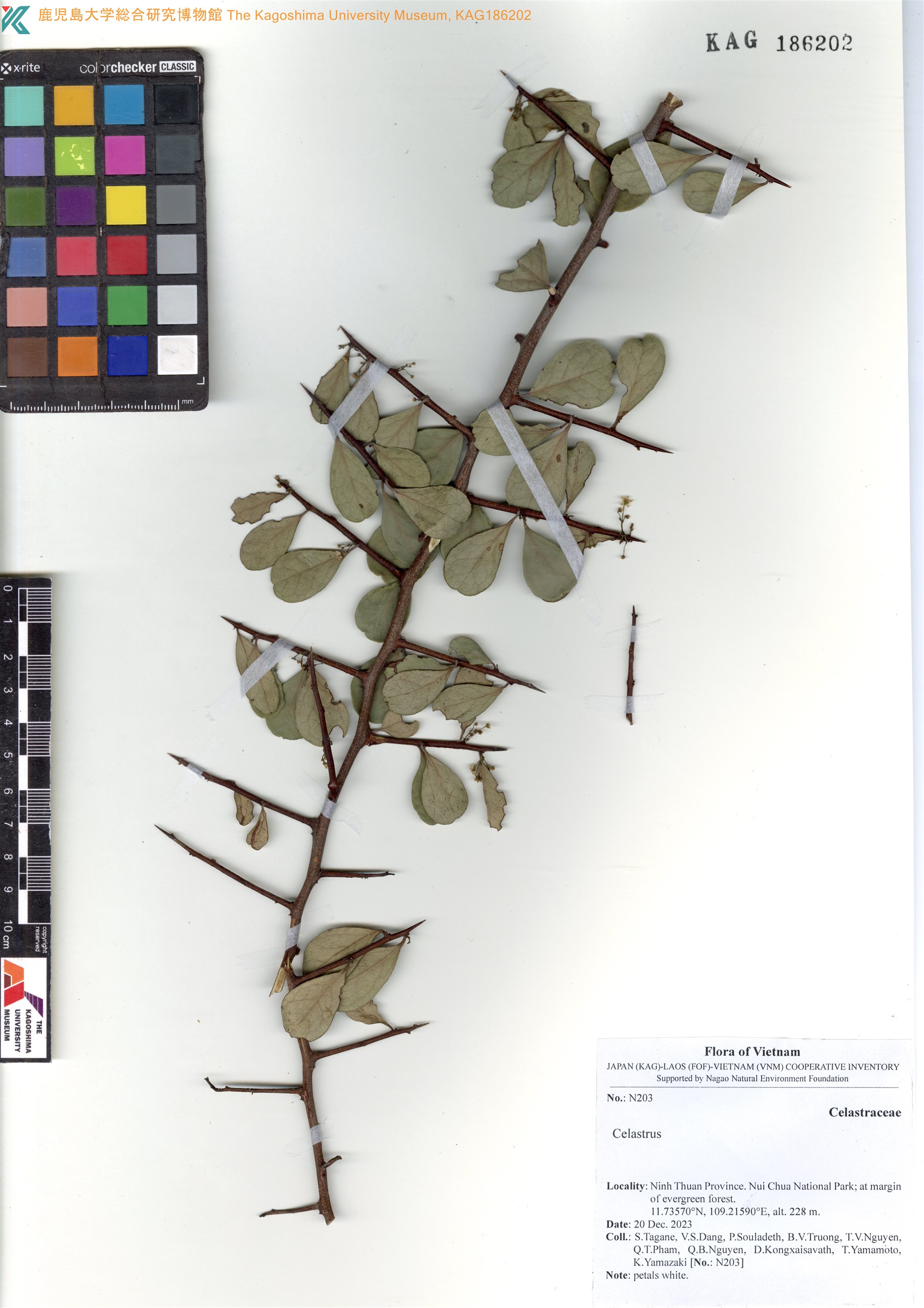 Gymnosporia diversifolia (Gymnosporia diversifolia)