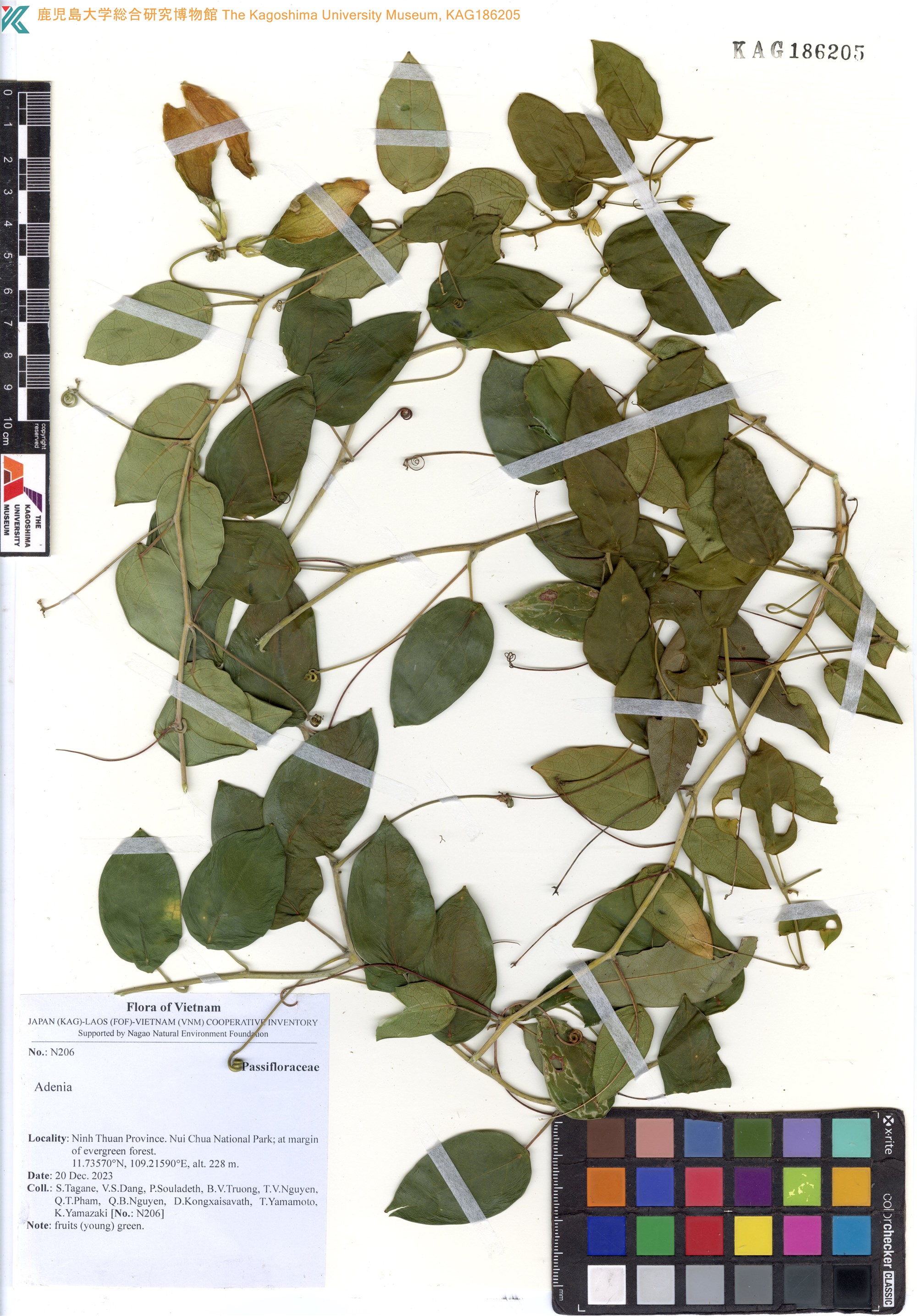 Adenia poilanei — ảnh 2