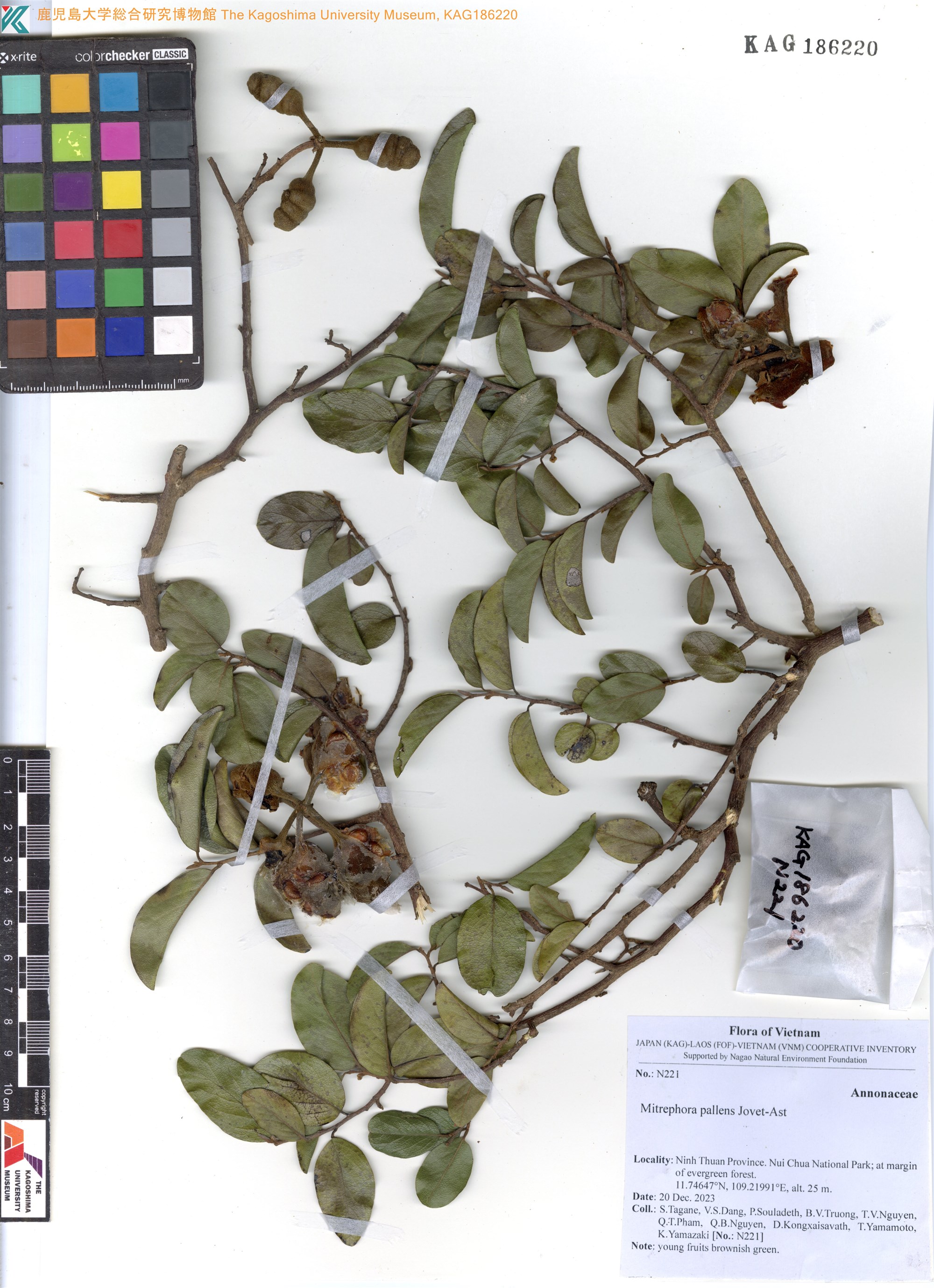 Mitrephora pallens (Mitrephora pallens)