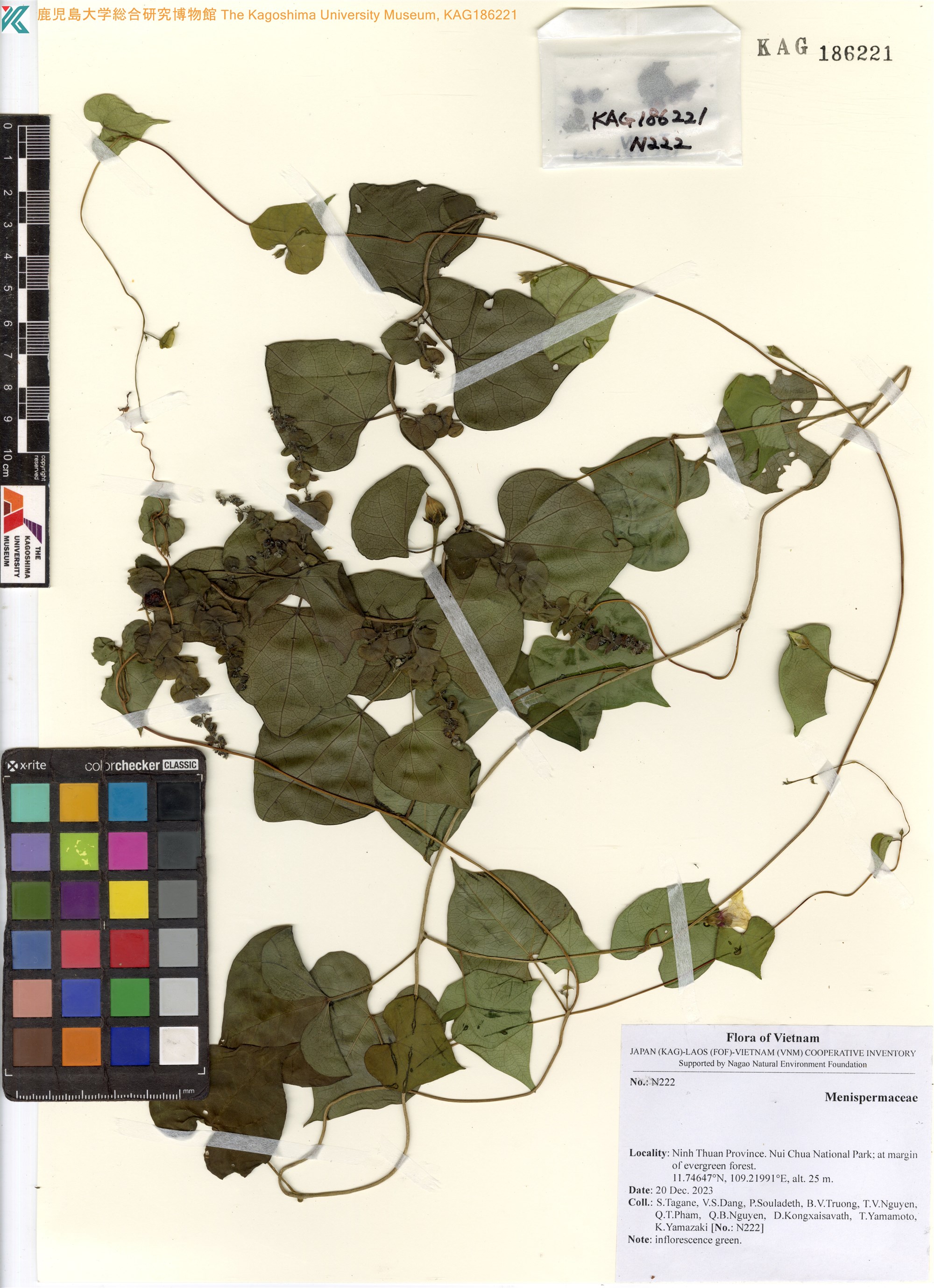 Cissampelos pareira (Cissampelos pareira)