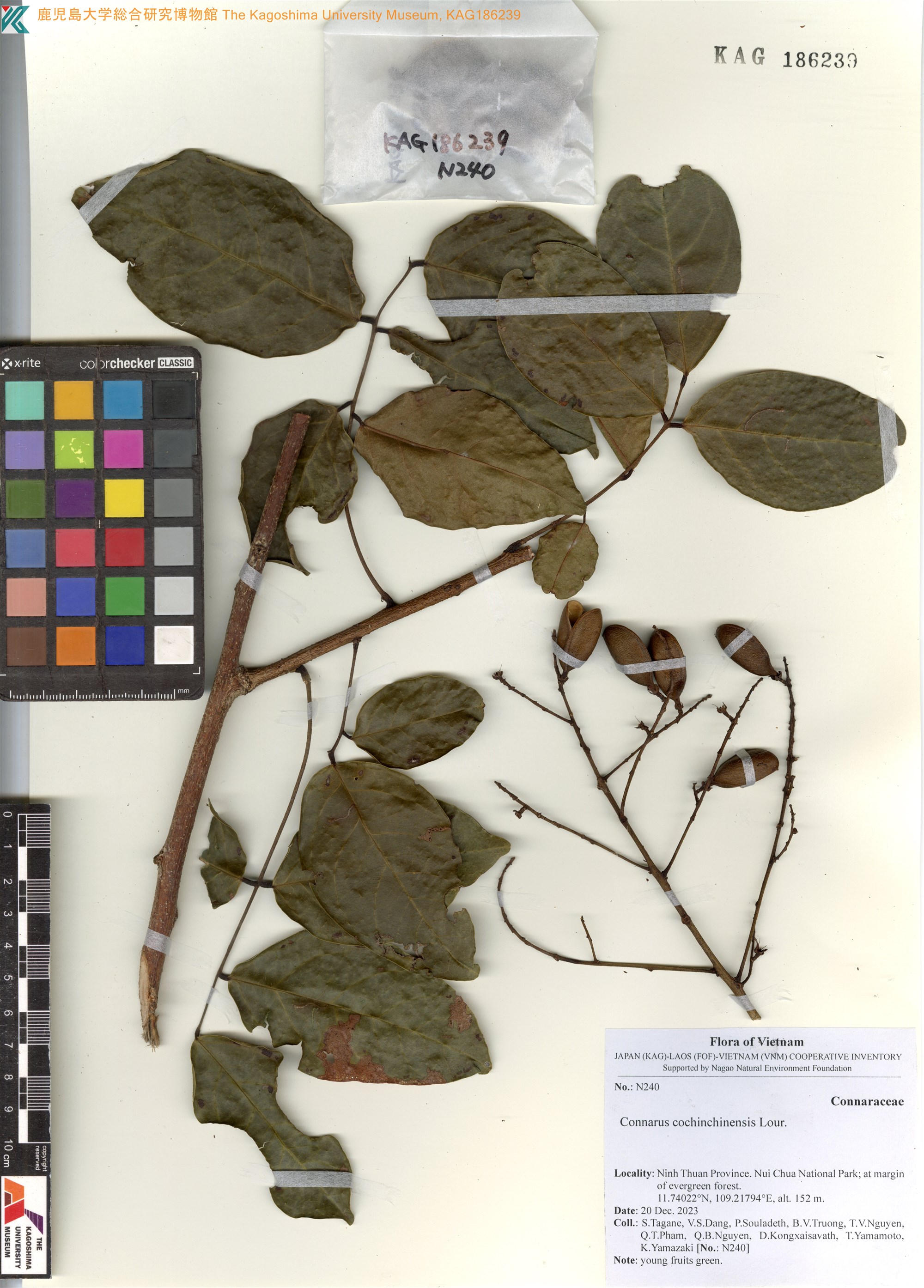 Connarus cochinchinensis (Connarus cochinchinensis)