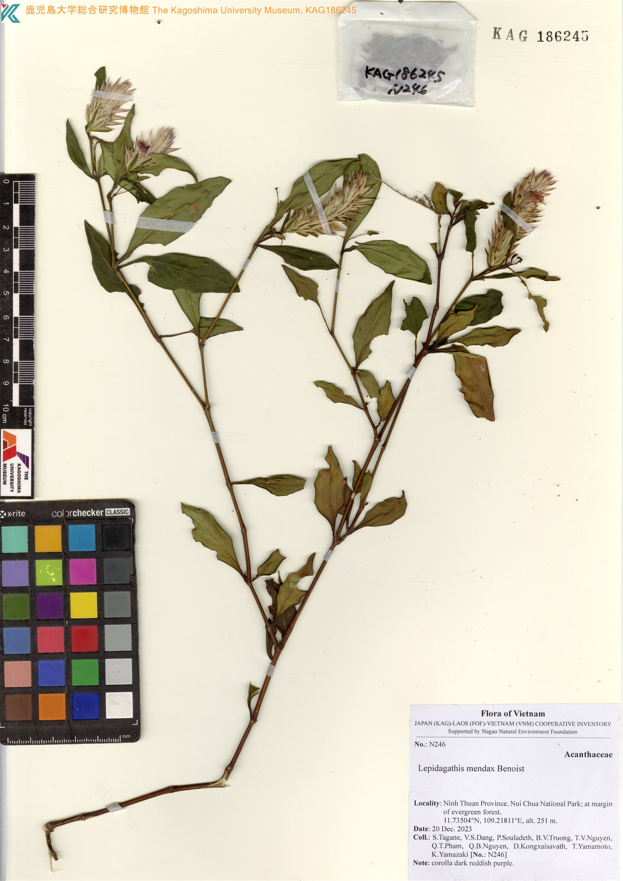 Lepidagathis mendax (Lepidagathis mendax)