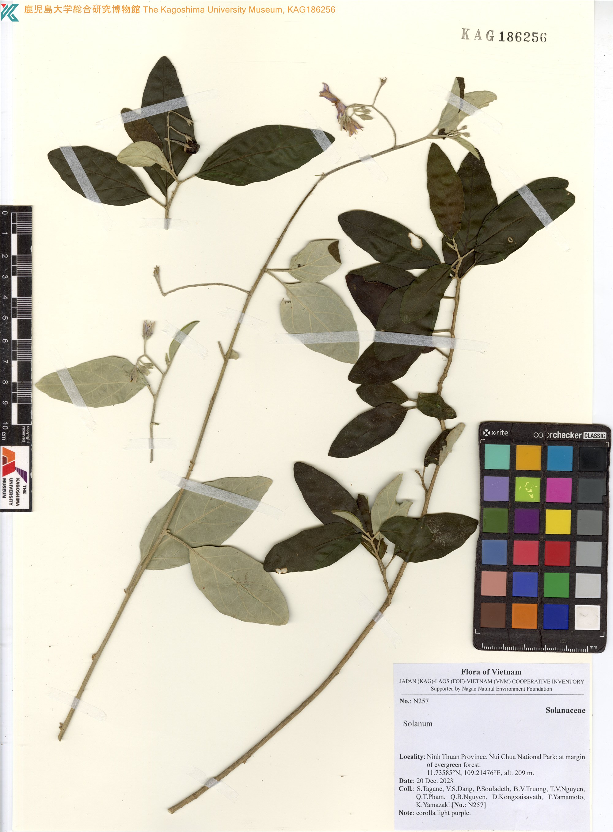 Solanum camranhense (Solanum camranhense)