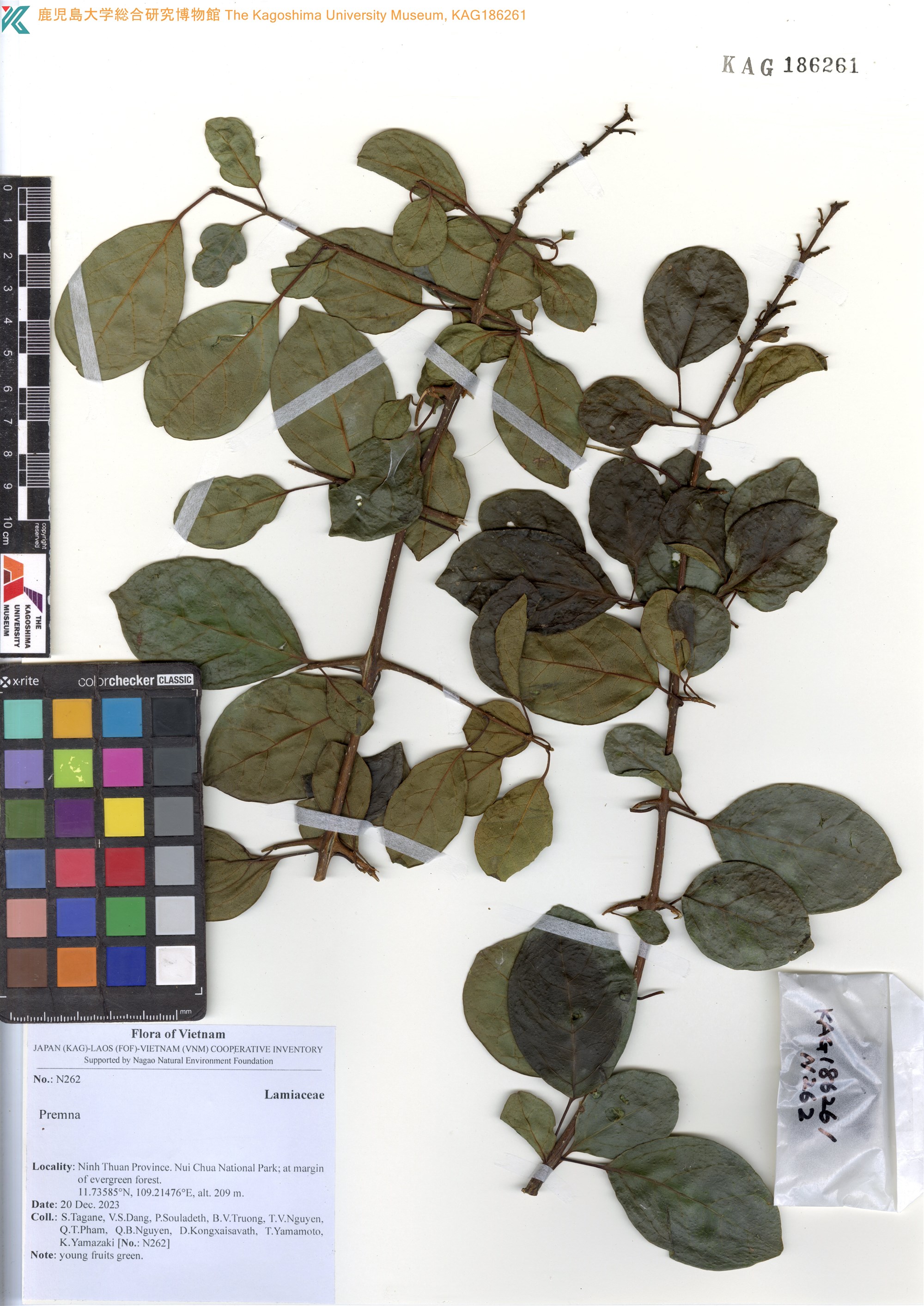 Gmelina asiatica — ảnh 2