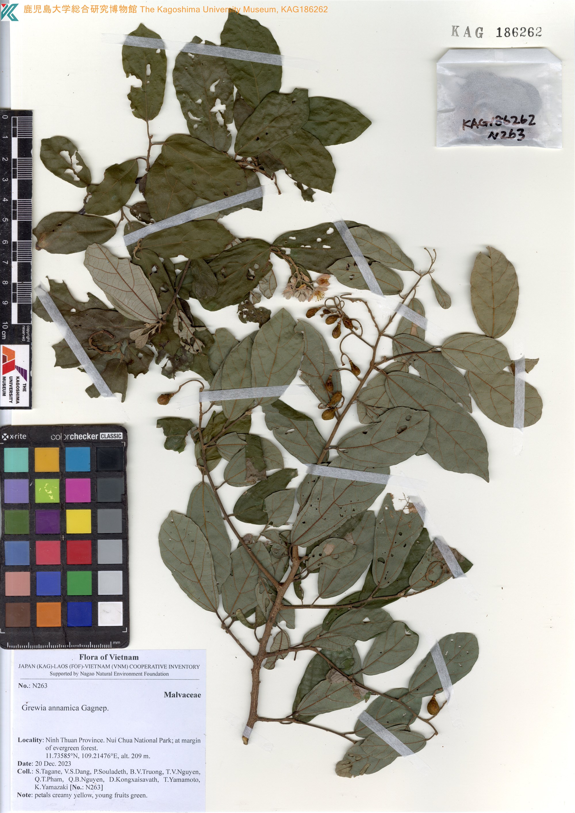 Grewia annamica (Grewia annamica)
