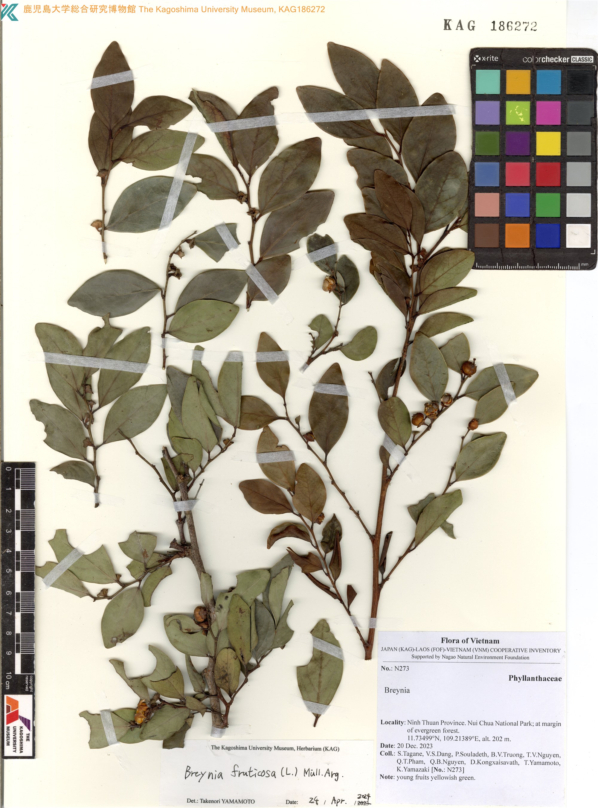 Breynia coriacea (Breynia coriacea)