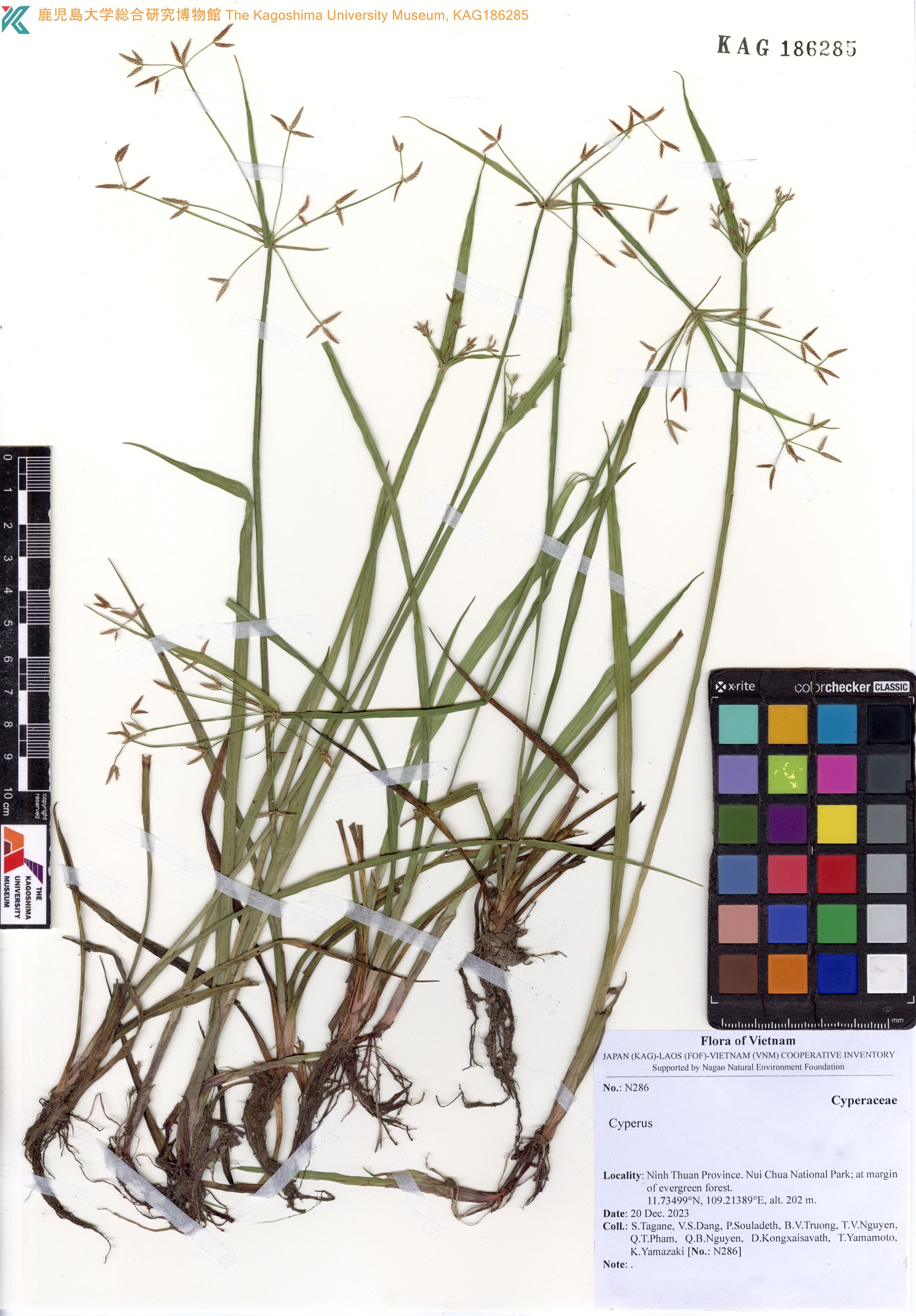 Cyperus haspan — ảnh 3