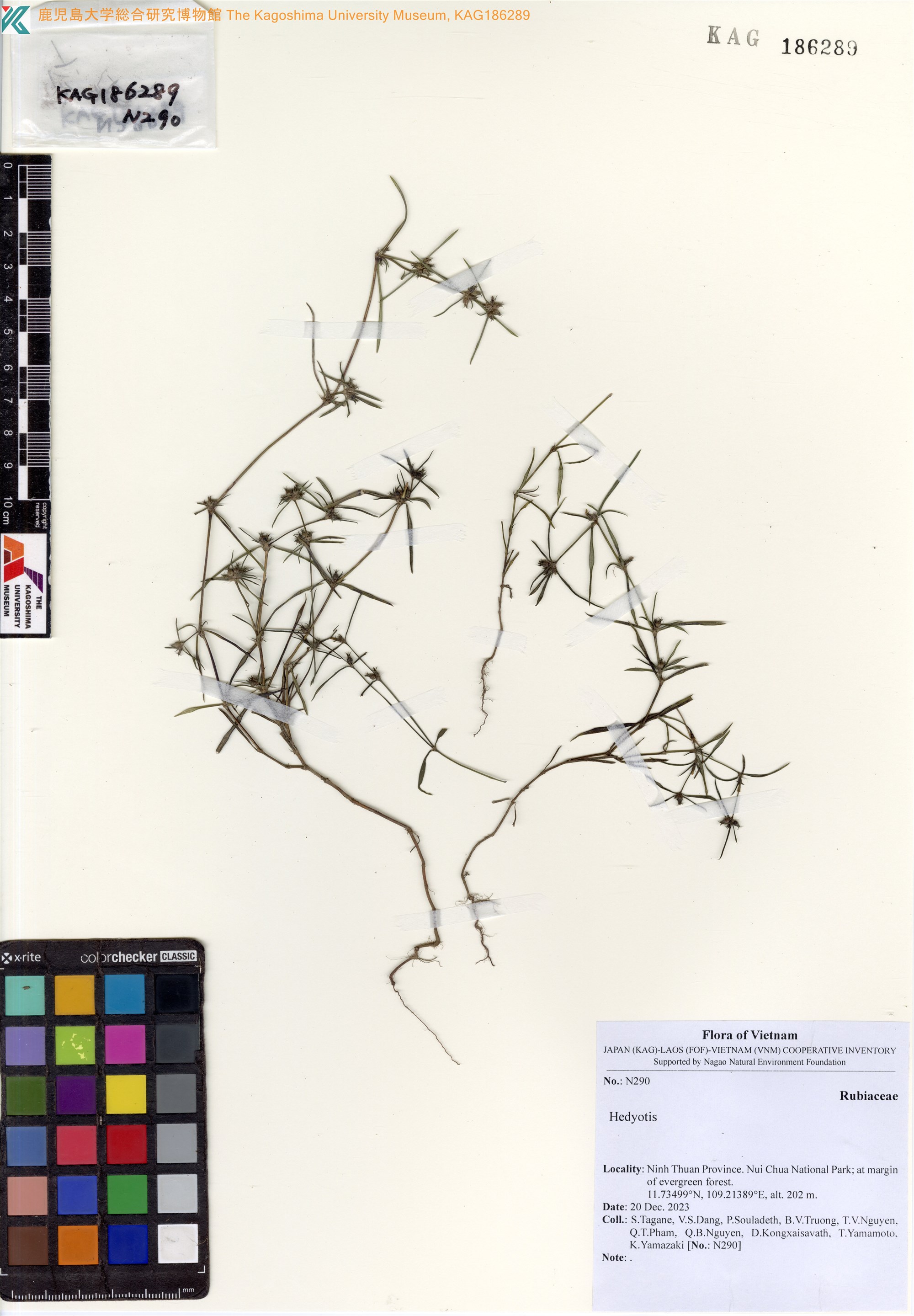 Scleromitrion pinifolium — ảnh 3