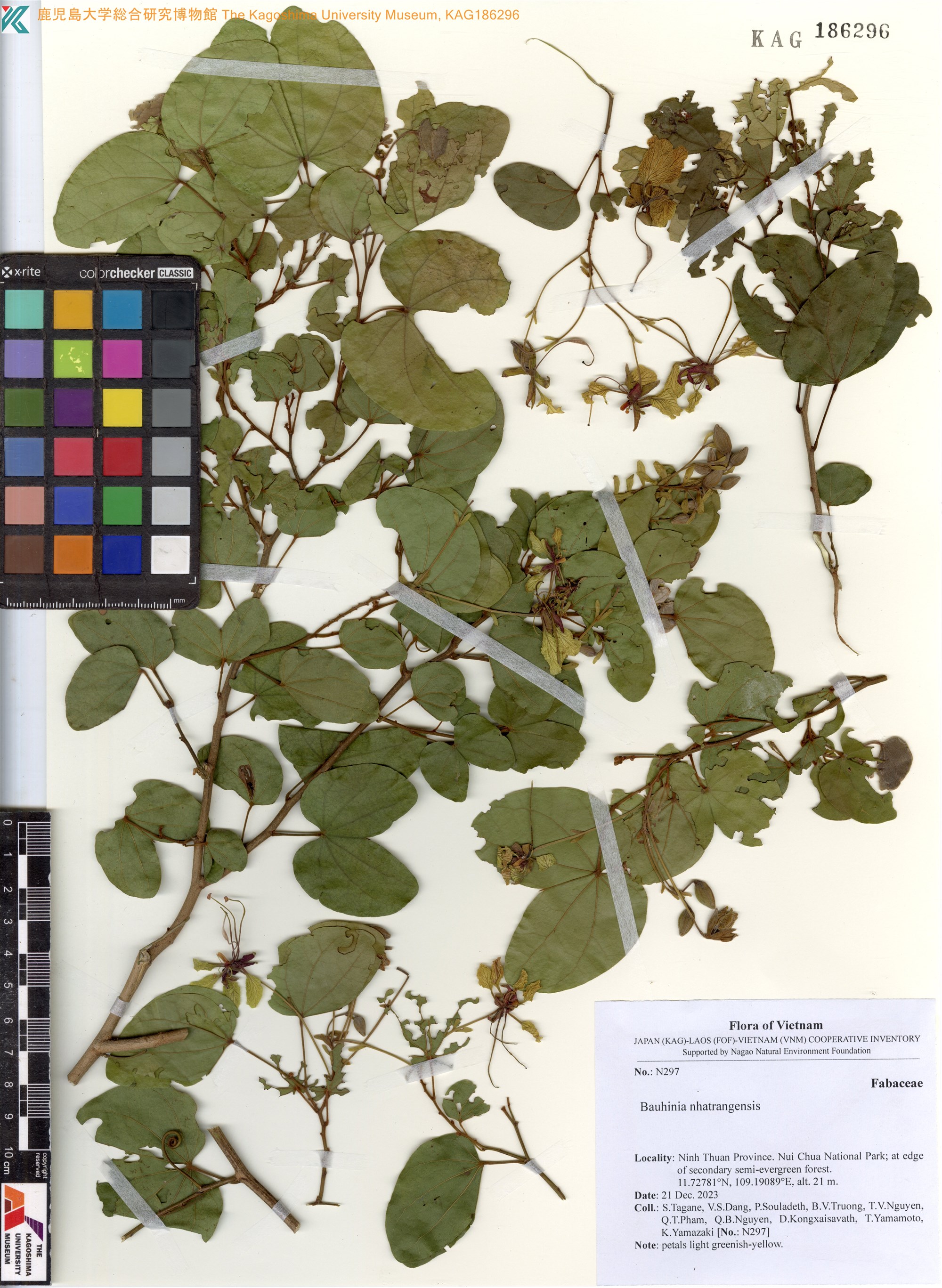 Phanera bracteata — ảnh 2