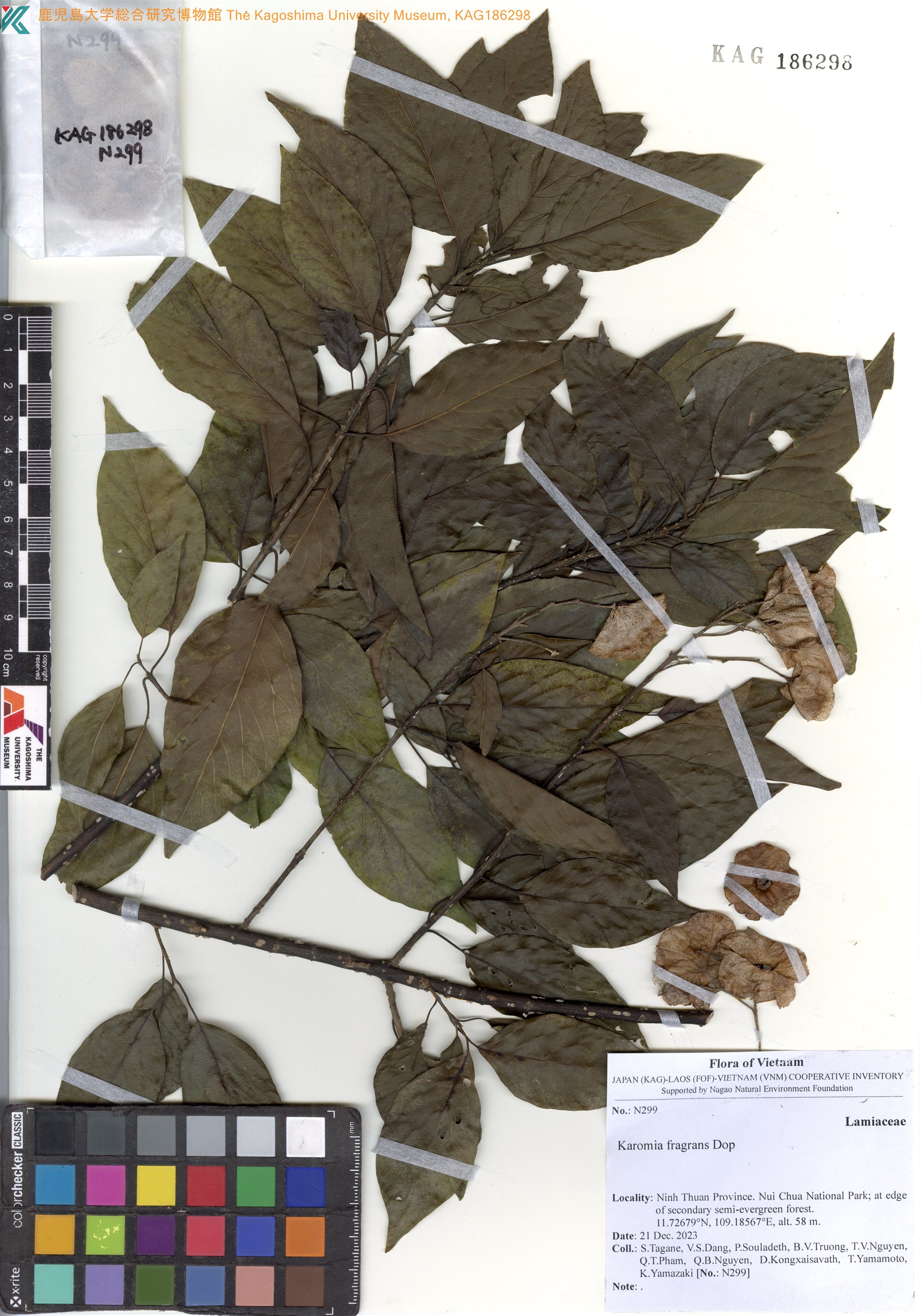 Karomia fragrans (Karomia fragrans)
