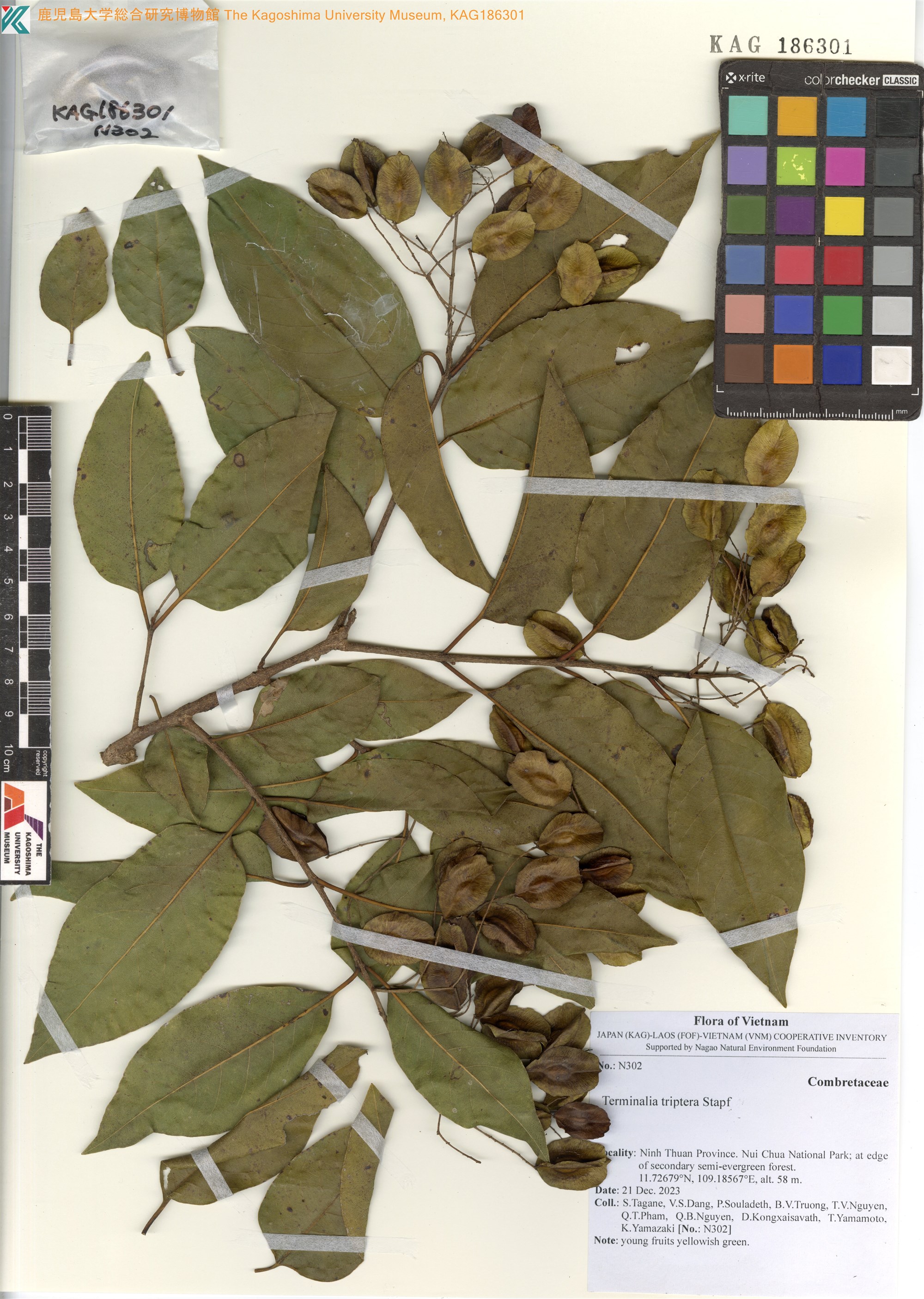 Terminalia triptera (Terminalia triptera)