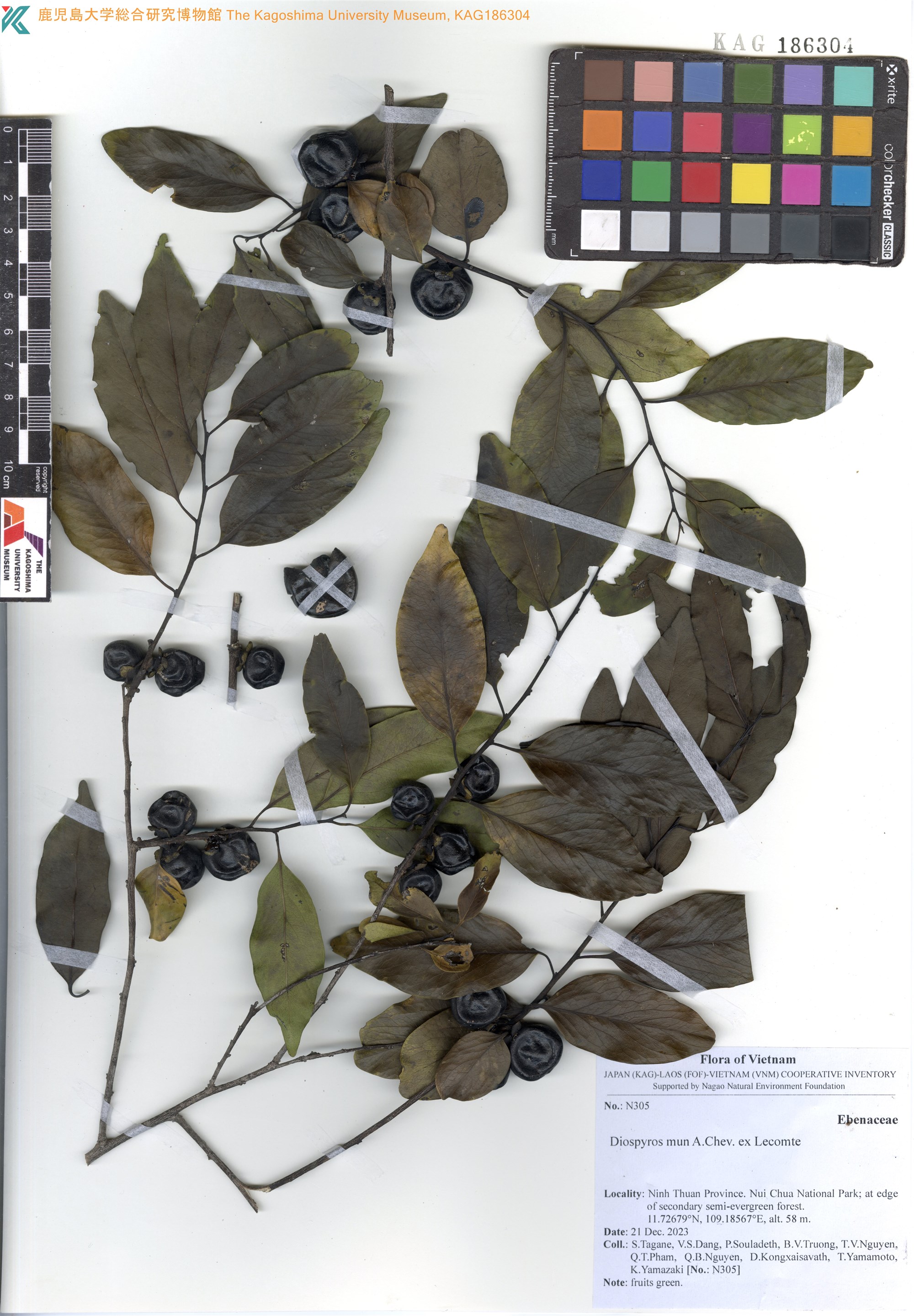 Met (Diospyros mun)