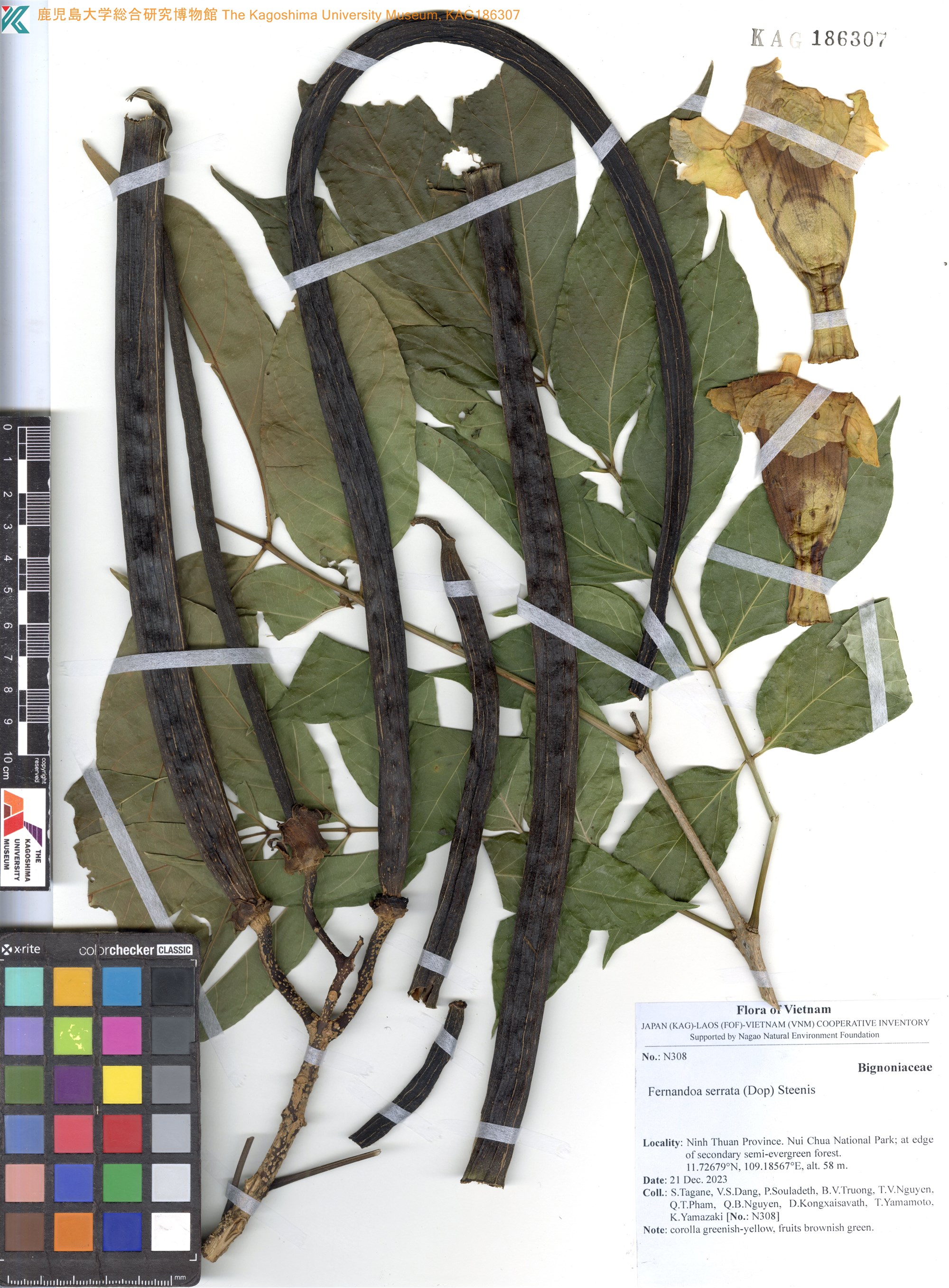 Fernandoa serrata — ảnh 2