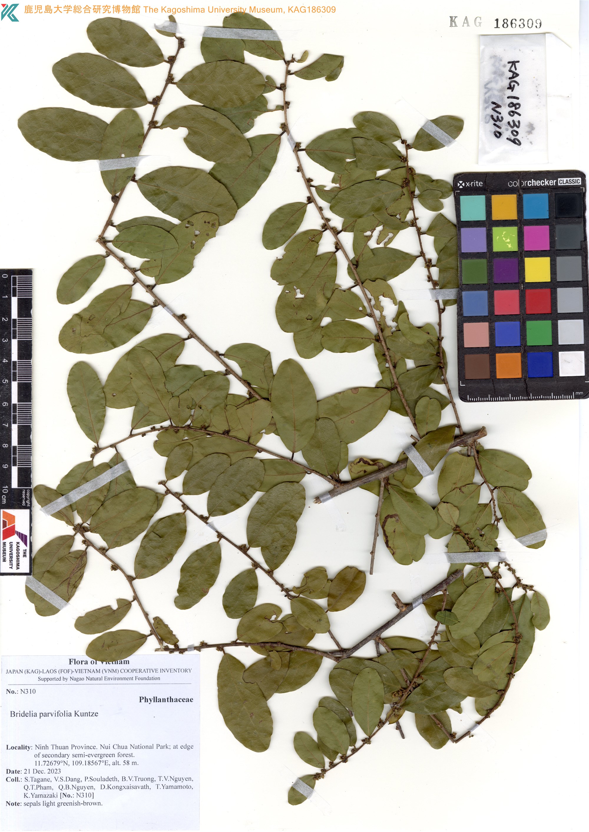 Bridelia parvifolia — ảnh 2