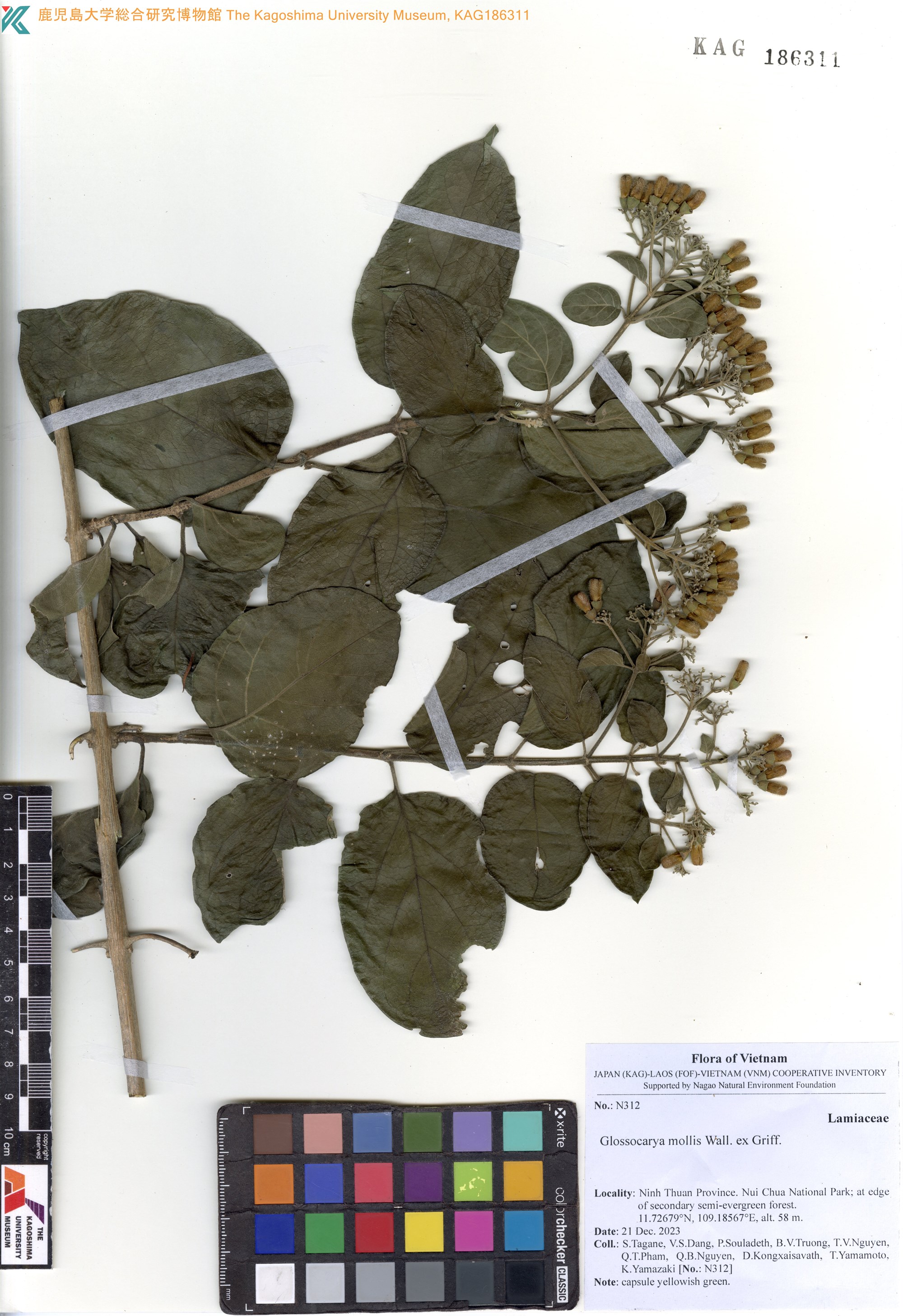 Glossocarya mollis (Glossocarya mollis)