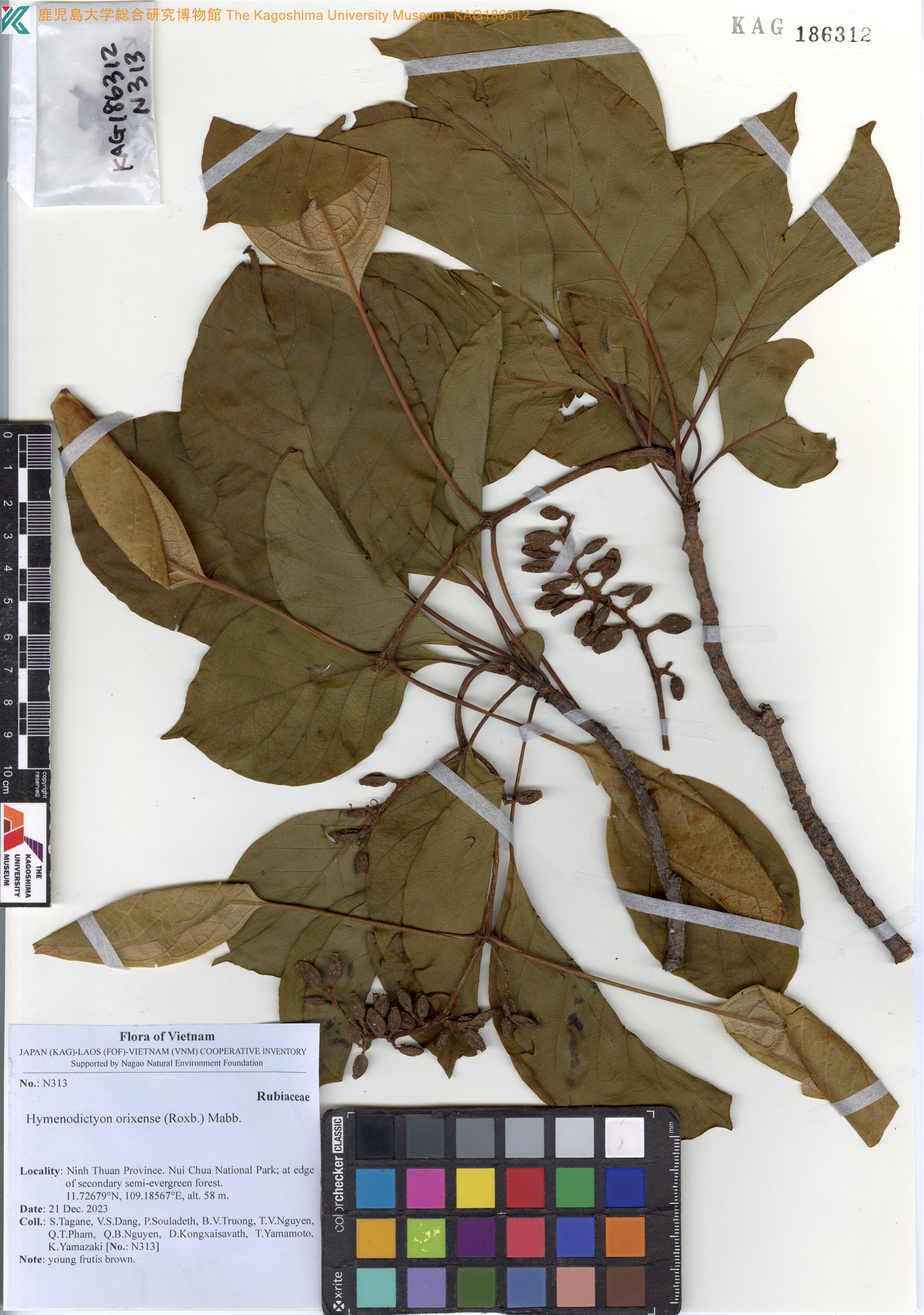 Hymenodictyon orixense — ảnh 2