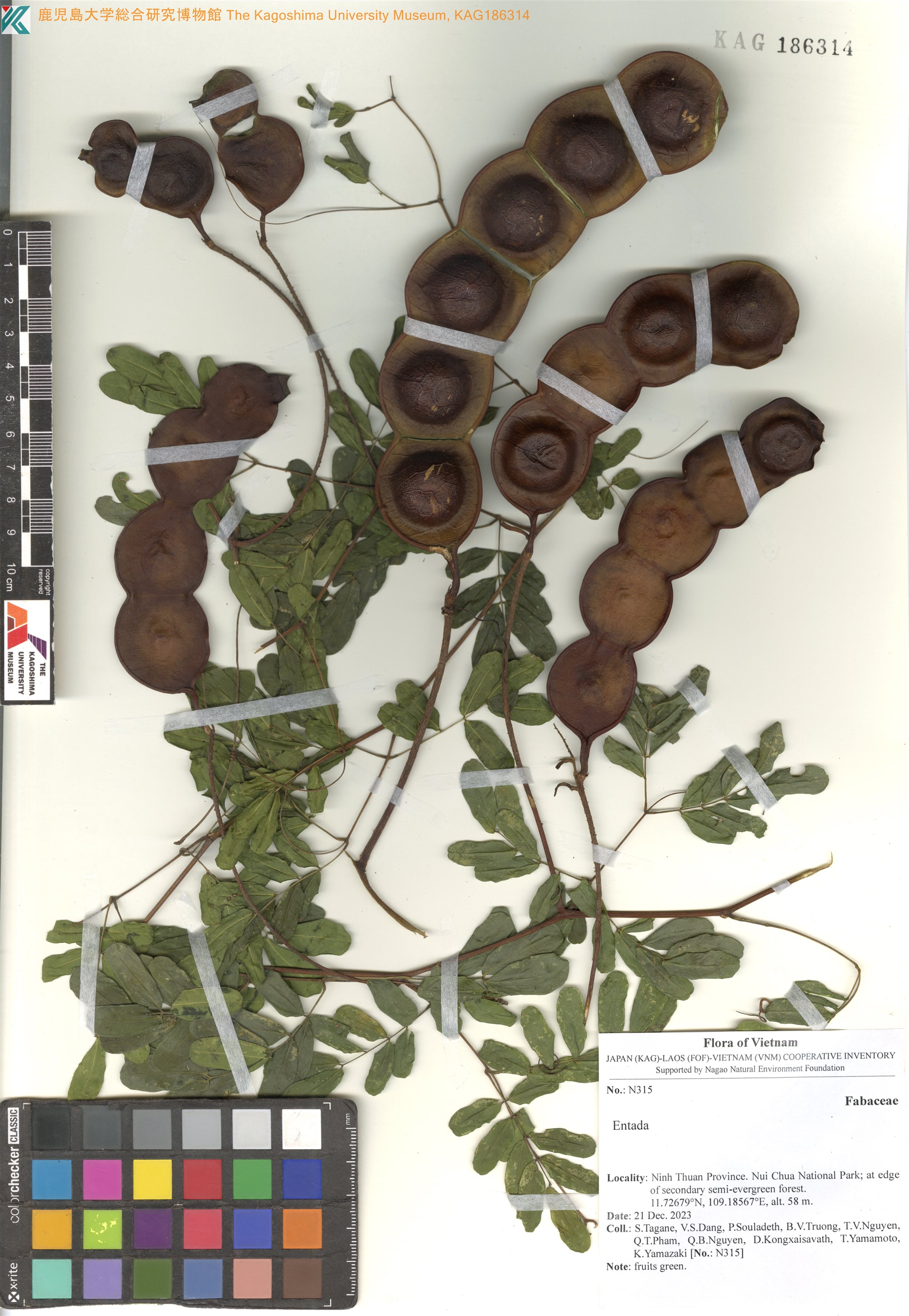 Entada glandulosa — ảnh 2