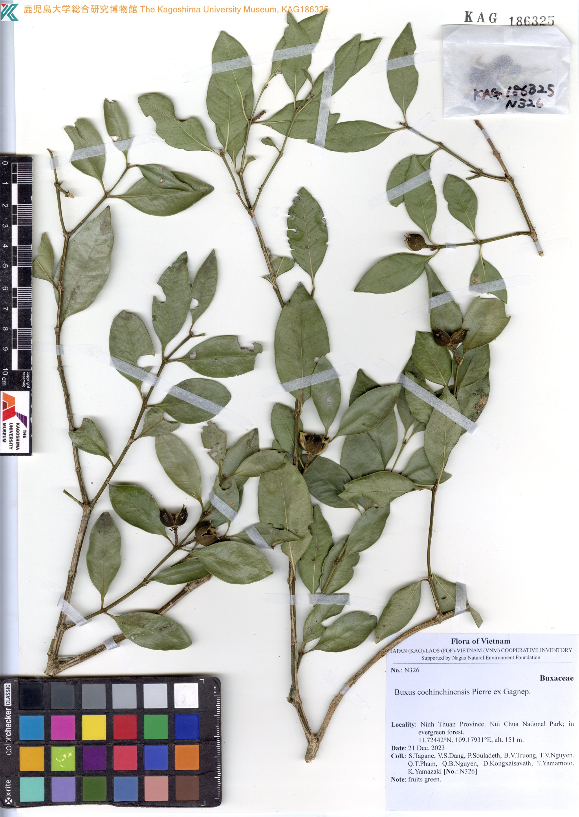 Buxus cochinchinensis (Buxus cochinchinensis)