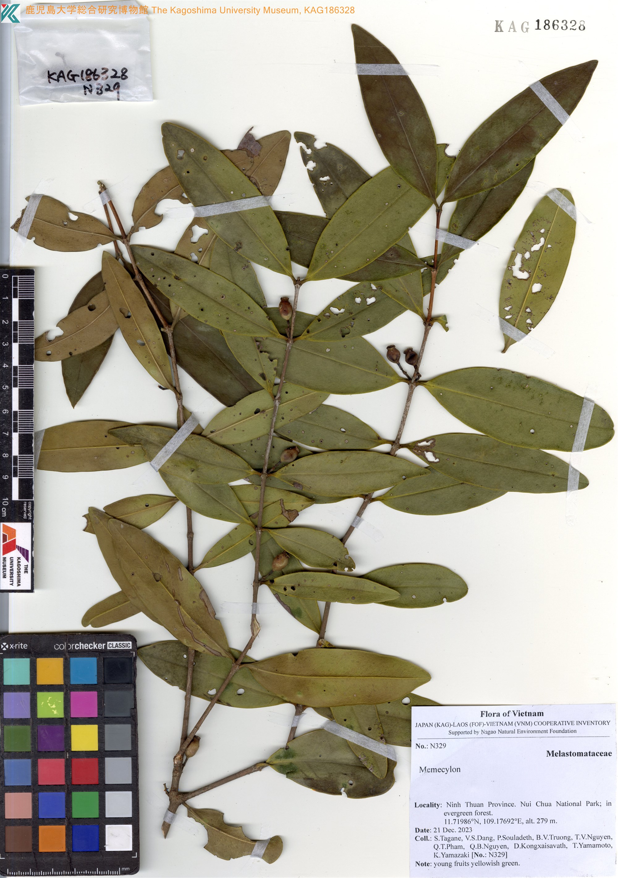 Memecylon coeruleum — ảnh 3