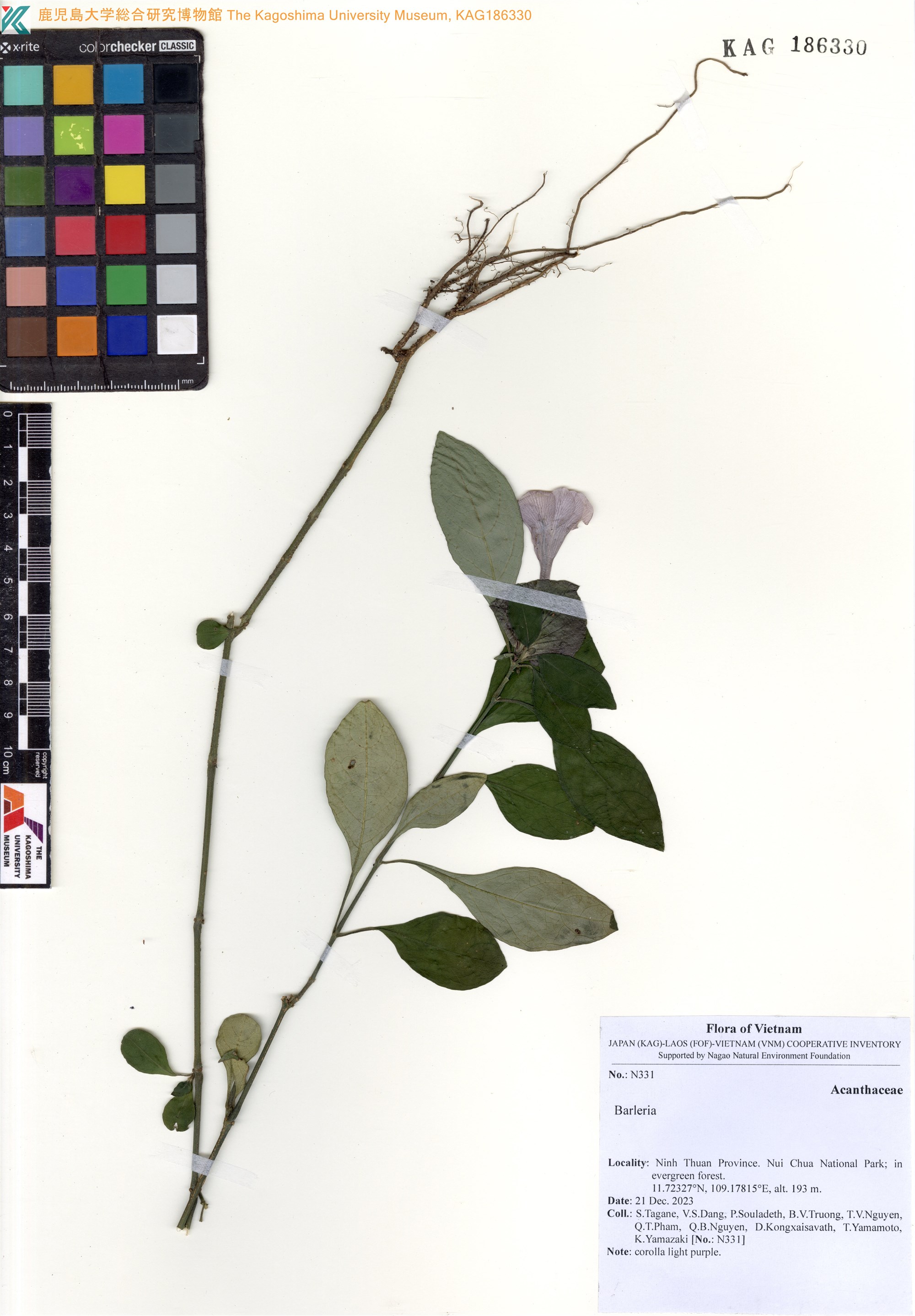 Barleria strigosa (Barleria strigosa)
