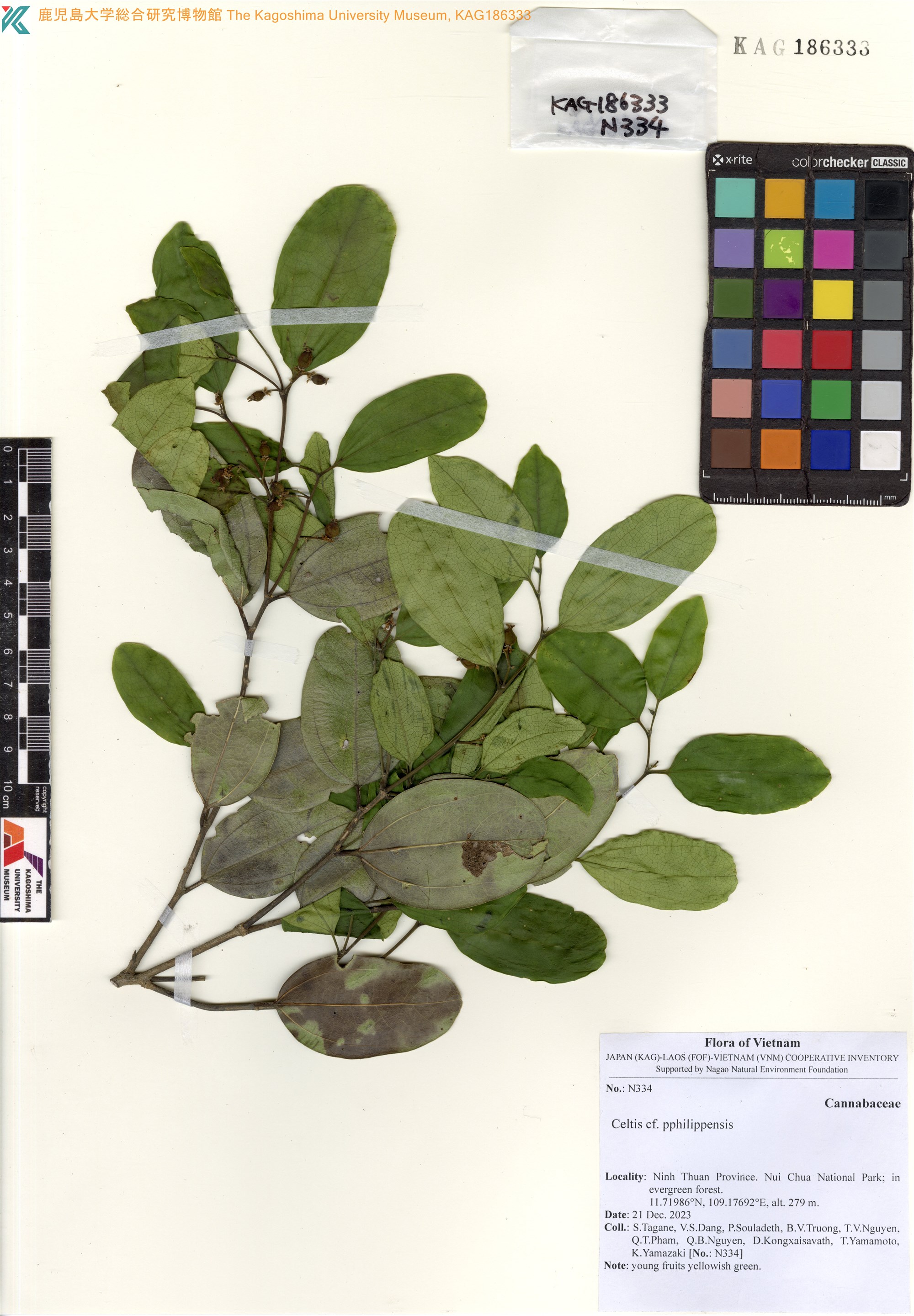 Celtis philippensis (Celtis philippensis)
