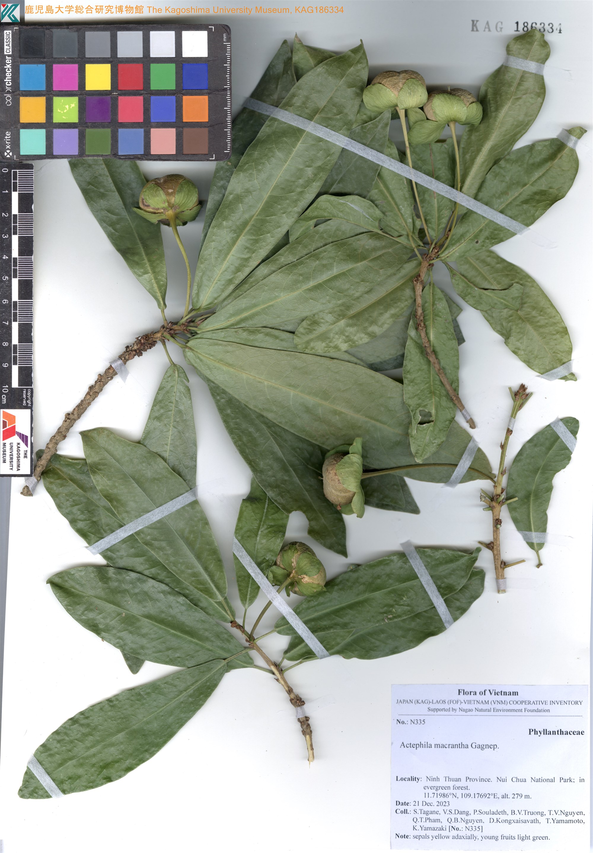 Actephila macrantha (Actephila macrantha)