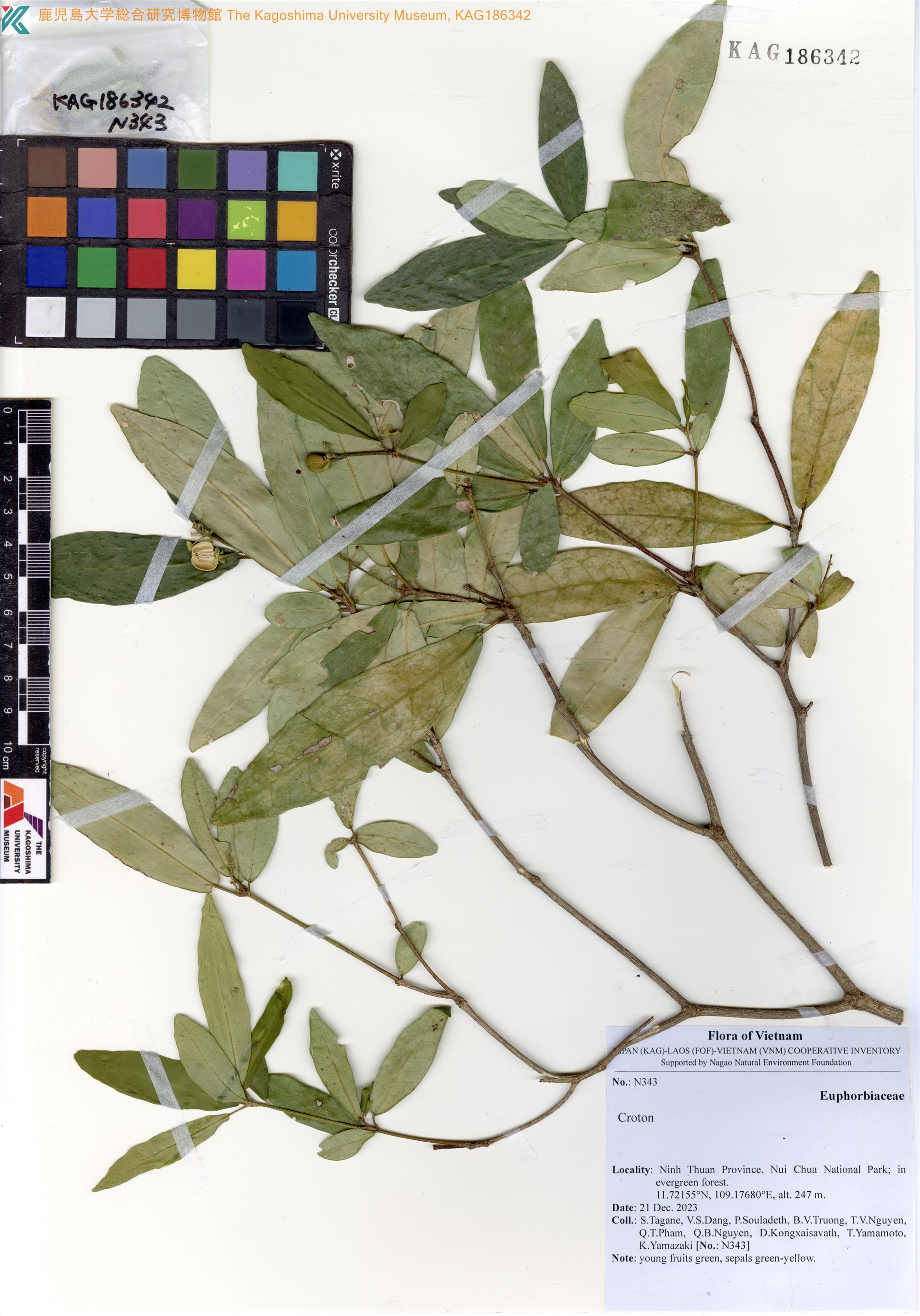 Croton dodecamerus (Croton dodecamerus)