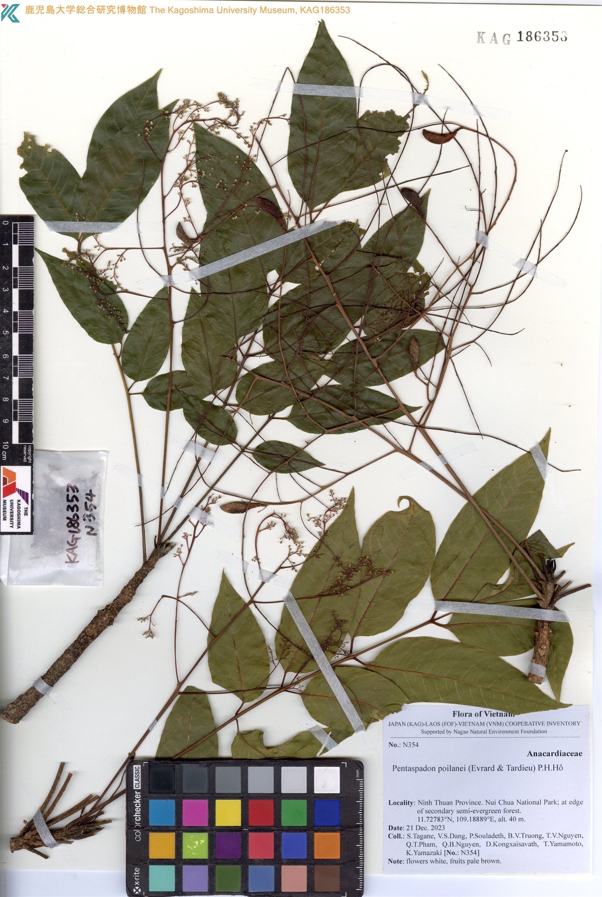 Pentaspadon poilanei (Pentaspadon poilanei)