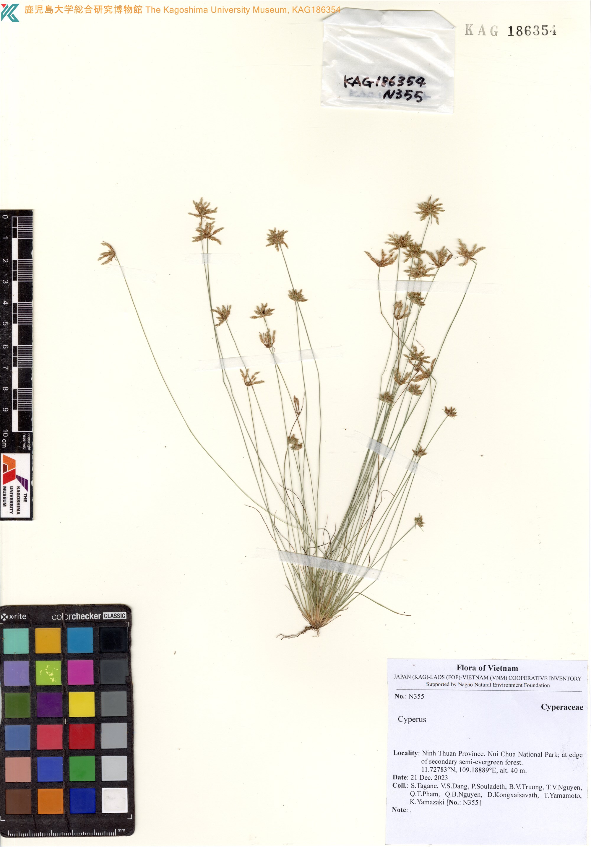 Bulbostylis barbata — ảnh 2