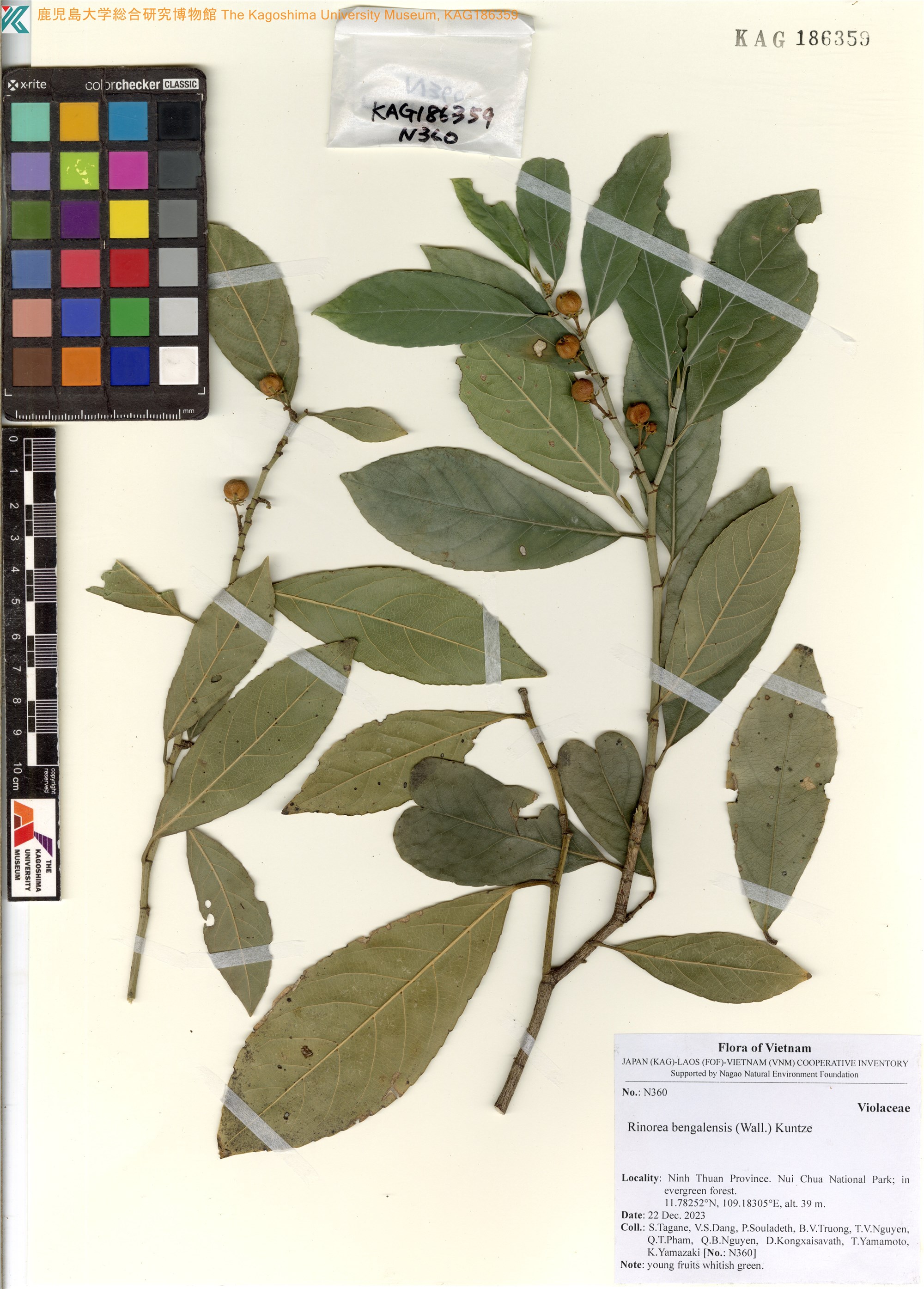 Rinorea bengalensis — ảnh 3