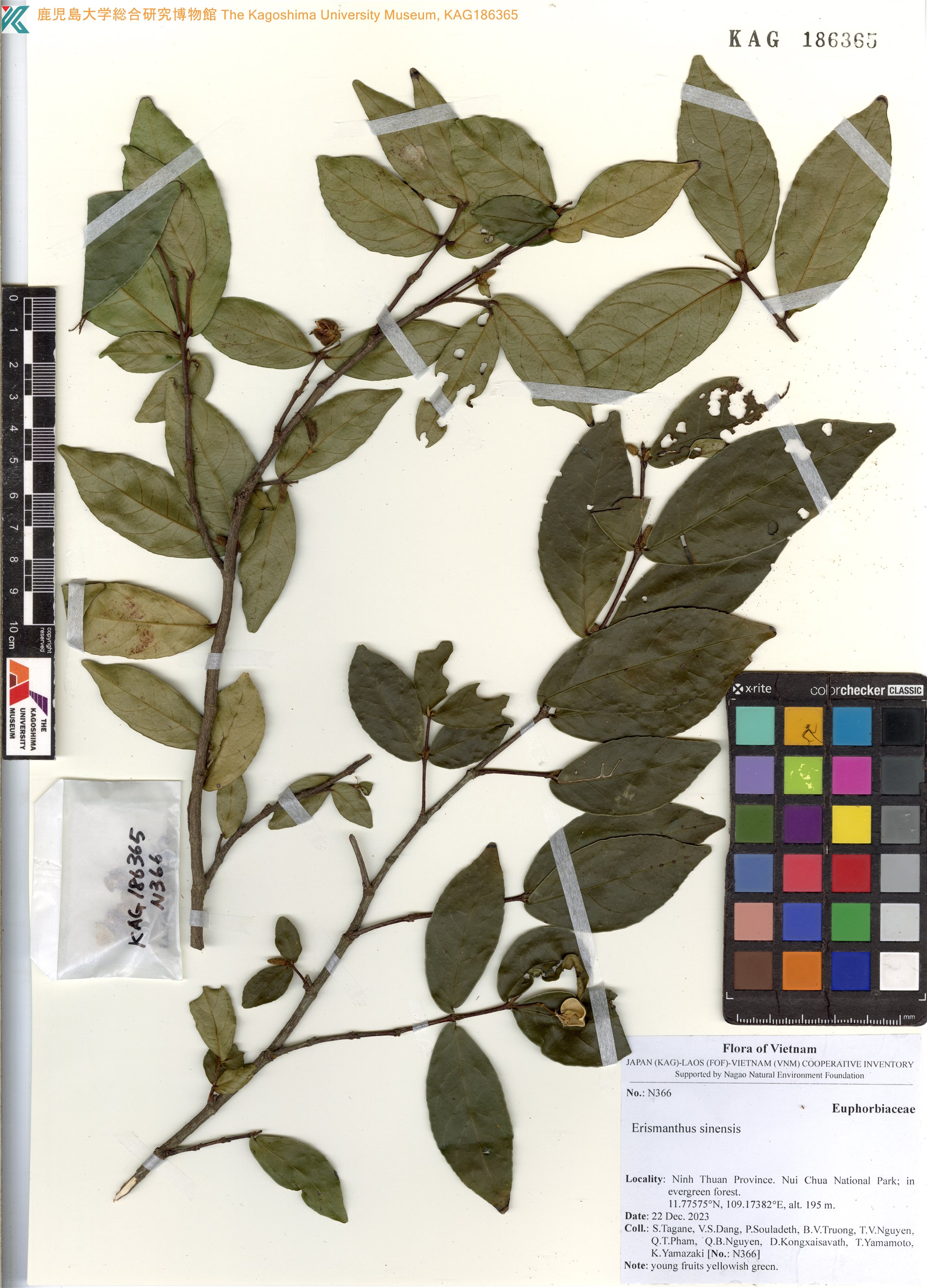 Erismanthus sinensis (Erismanthus sinensis)