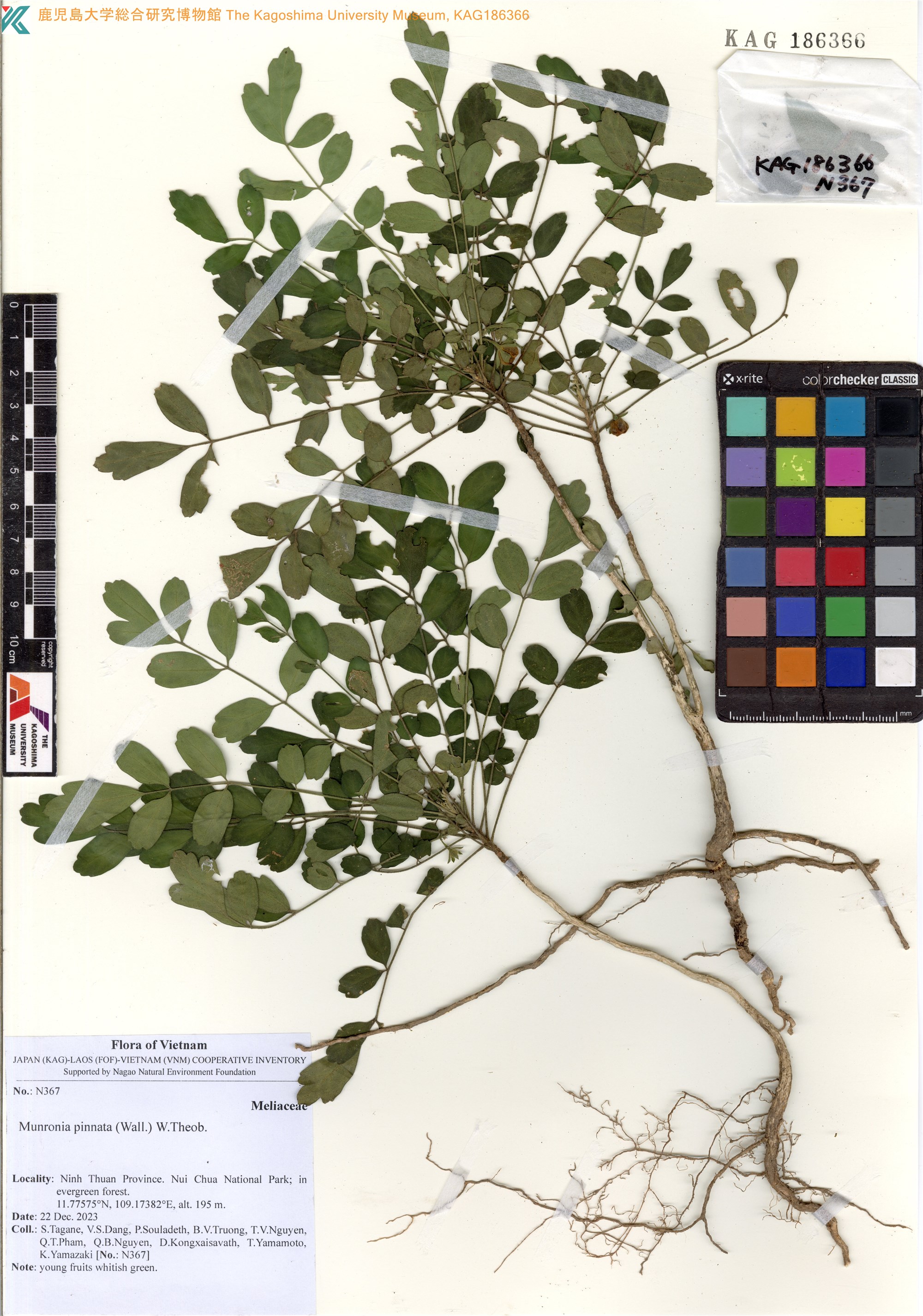Munronia pinnata (Munronia pinnata)